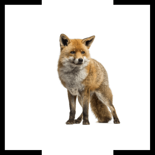 A red fox is standing in front of a white background and looking at the camera.
