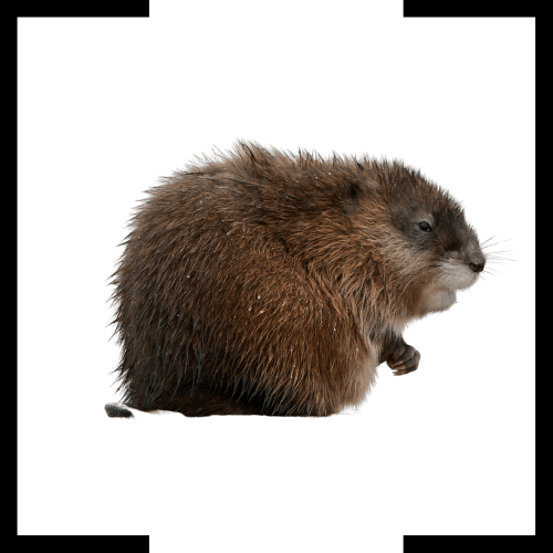 A groundhog is sitting on the ground on a white background.