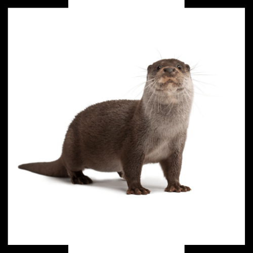 An otter is standing on its hind legs on a white background.