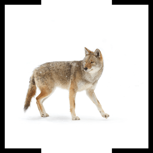 A coyote is walking on a white background.