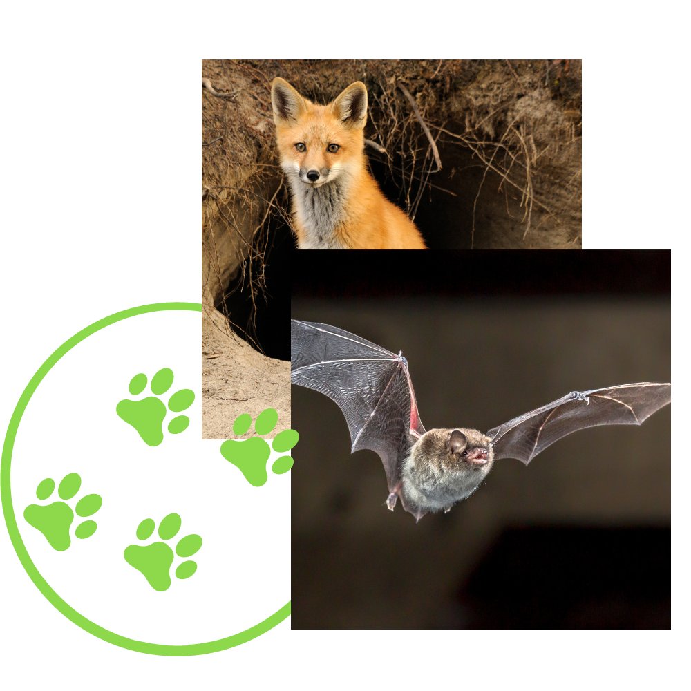 A fox is sitting in a hole next to a bat flying in the air.