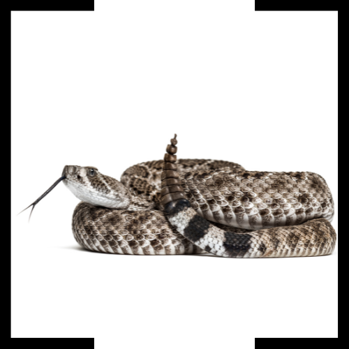 A rattlesnake with its tongue out is curled up on a white background.