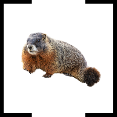 A groundhog is sitting on a white background.