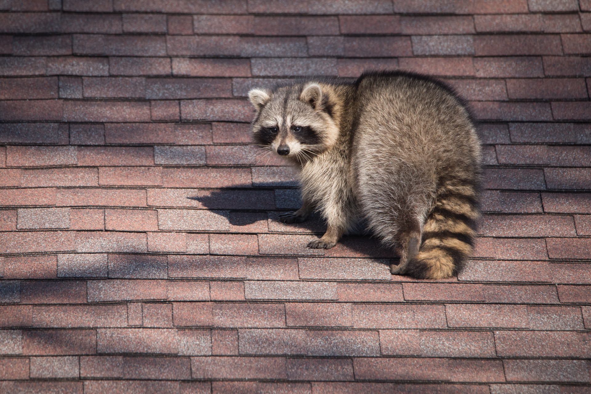 A raccoon is sitting on top of a brick roof.