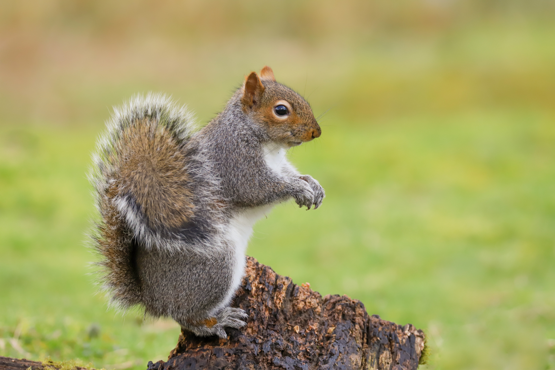 A squirrel is standing on a log in the grass.