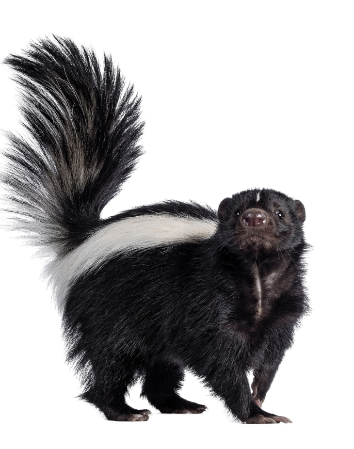 A black and white skunk with a long tail is standing on a white background.