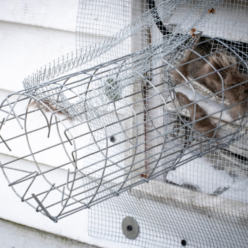 A cat is in a wire cage on the side of a house.