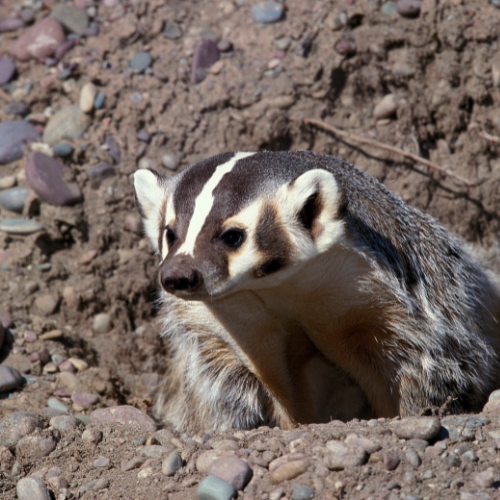 A badger is looking out of a hole in the ground