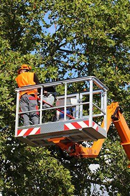 Tree Cutting — Sevierville, TN — B & B Tree Care LLC