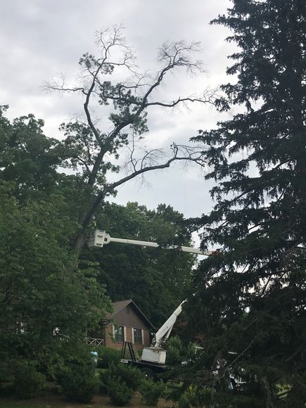 Tree expert in bucket trimming tree - Seymour, TN - B & B Tree Care LLC