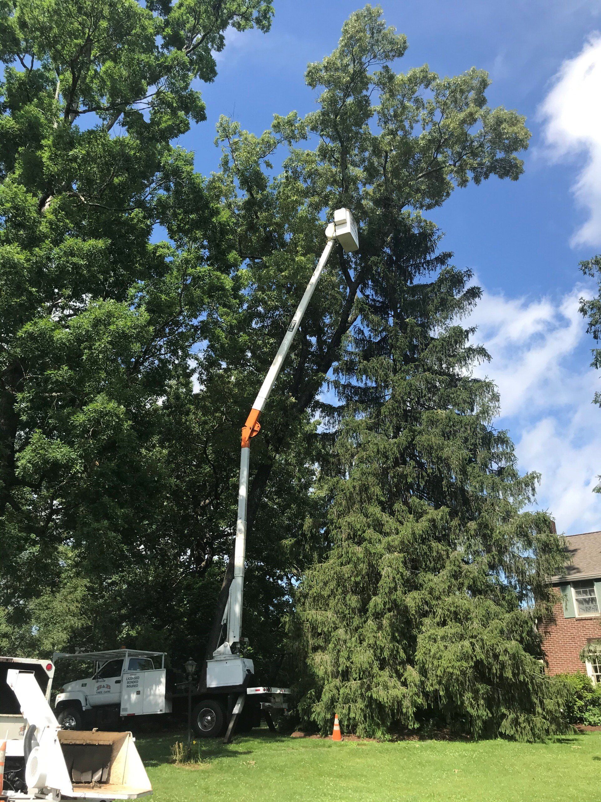 Pruning a Branch of a Pine Tree — Sevierville, TN — B & B Tree Care LLC