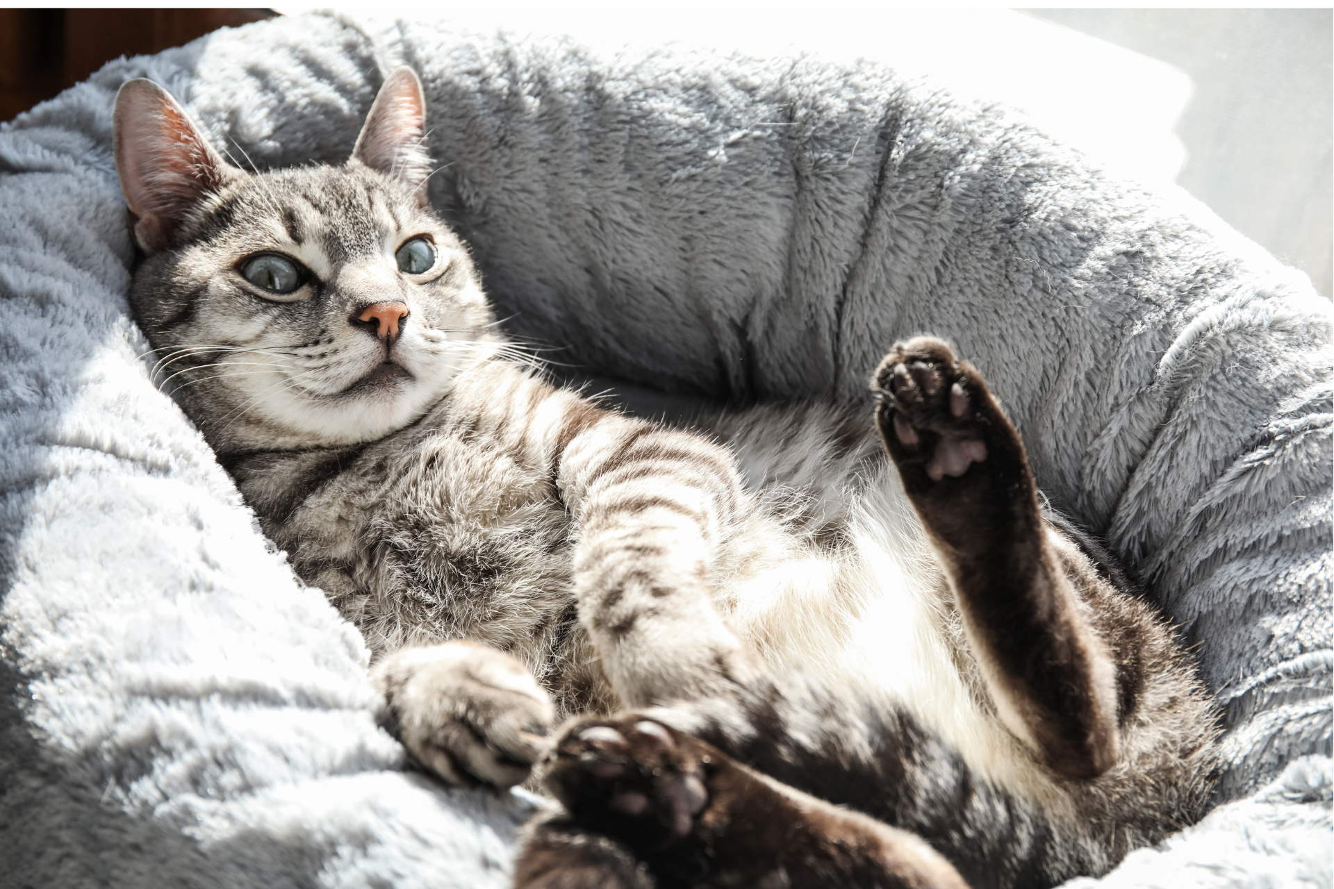 A cat is laying on its back in a dog bed.