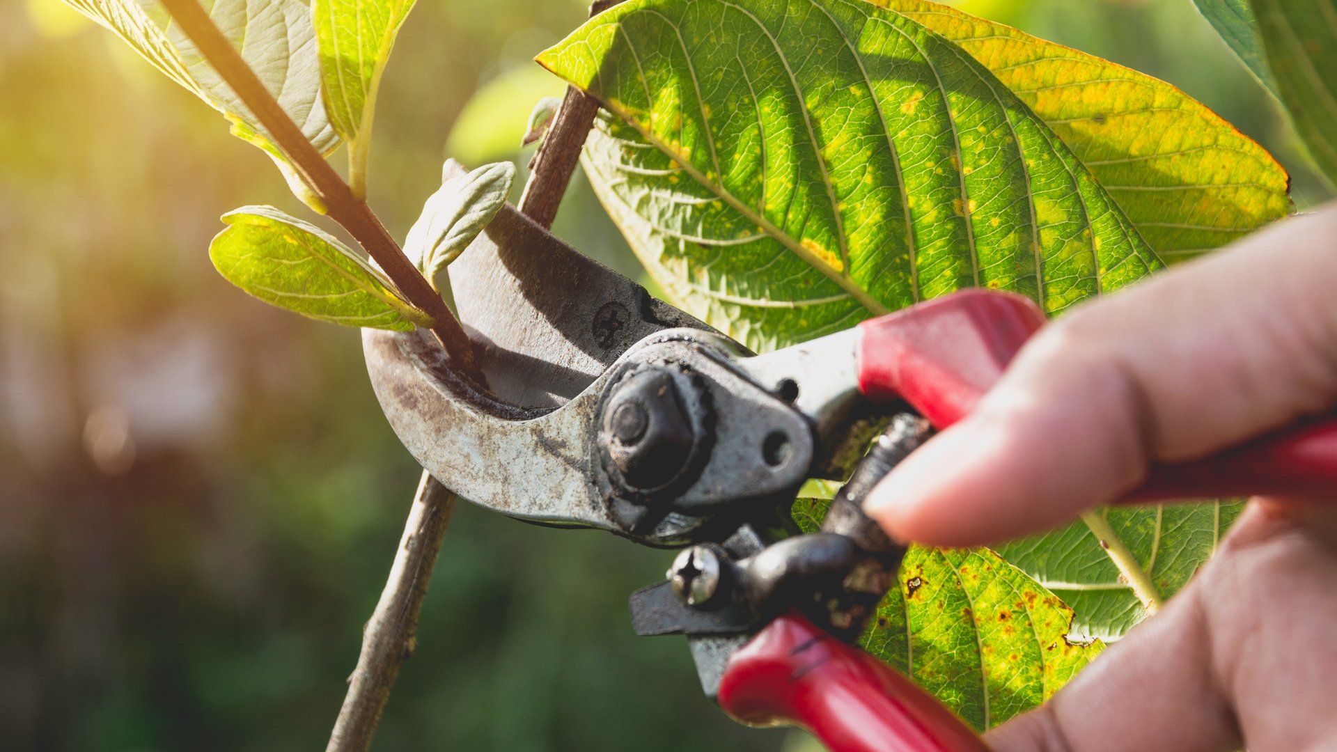 Tree Pruning in Richfield, MN | Exclusive Tree Care, LLC