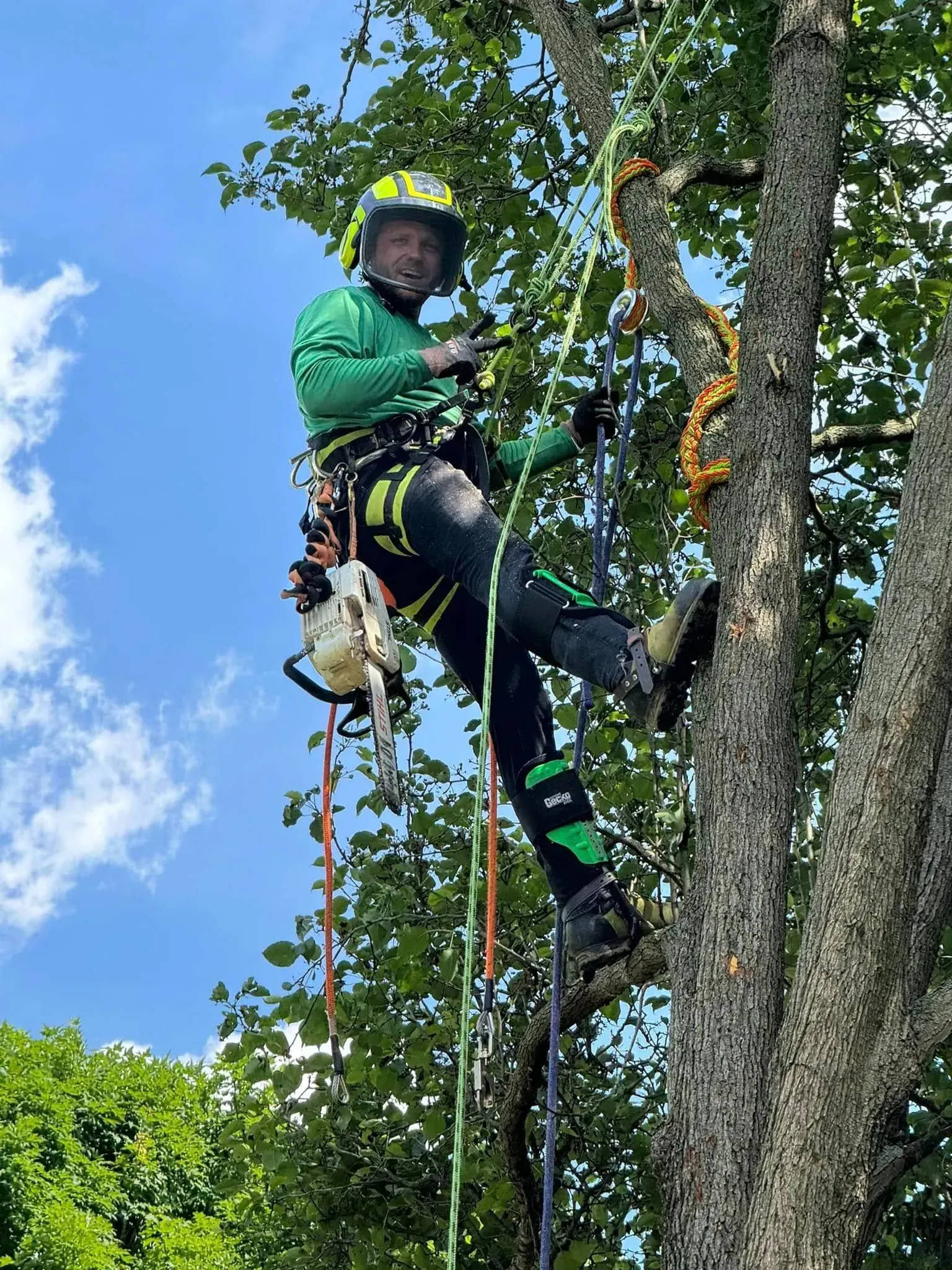 An arborist in a lime-green shirt and safety helmet hangs from a rope while working in a tree against a blue sky.