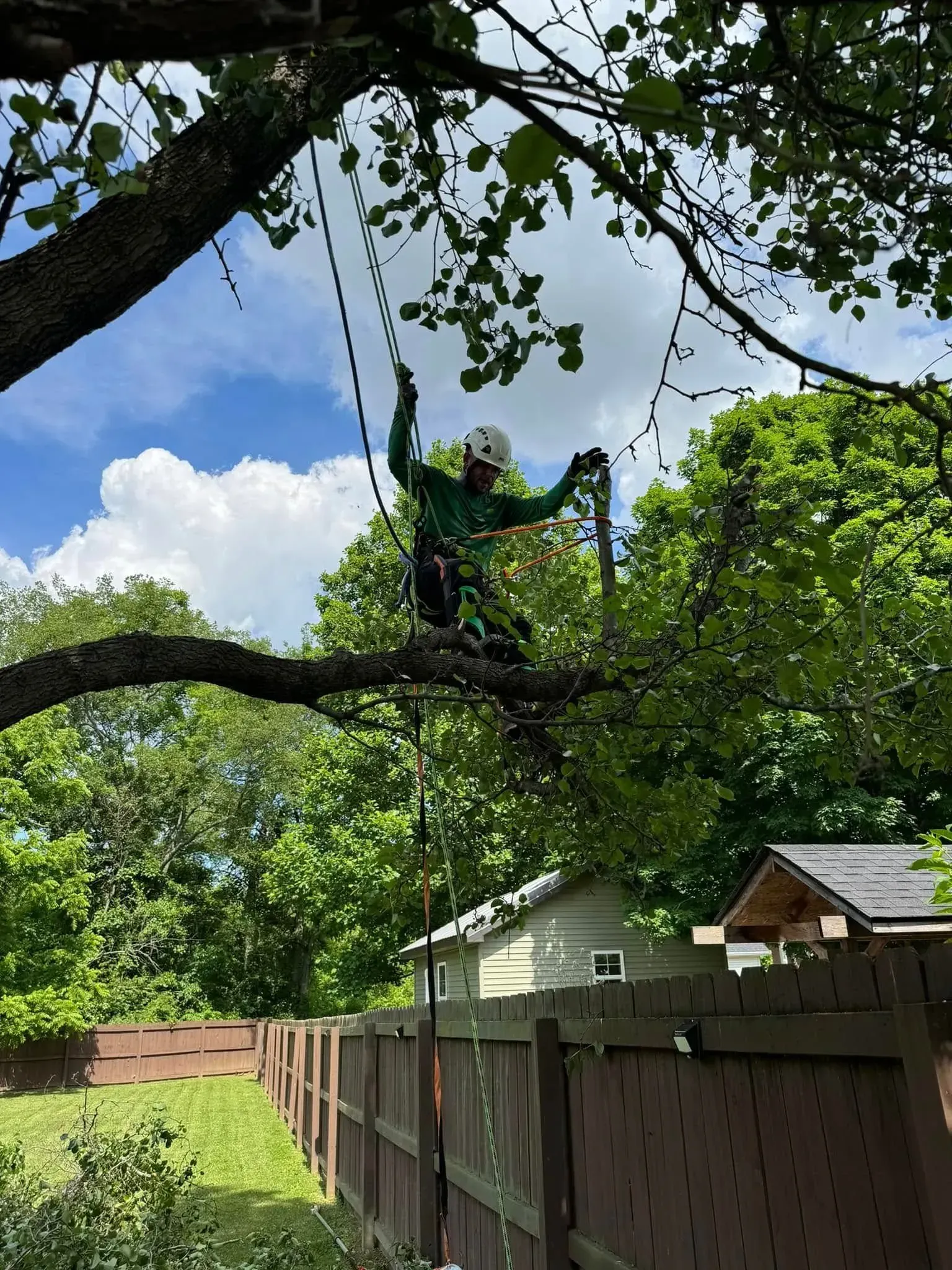A person in safety gear and a white helmet climbs a tree in a residential yard near a wooden fence under a blue sky.