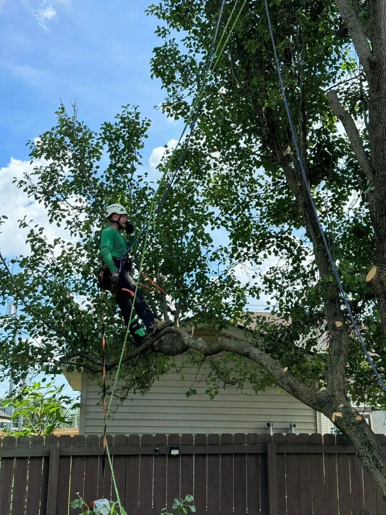 A tree worker wearing safety gear and a helmet stands on a branch while pruning a tree above a wooden fence.