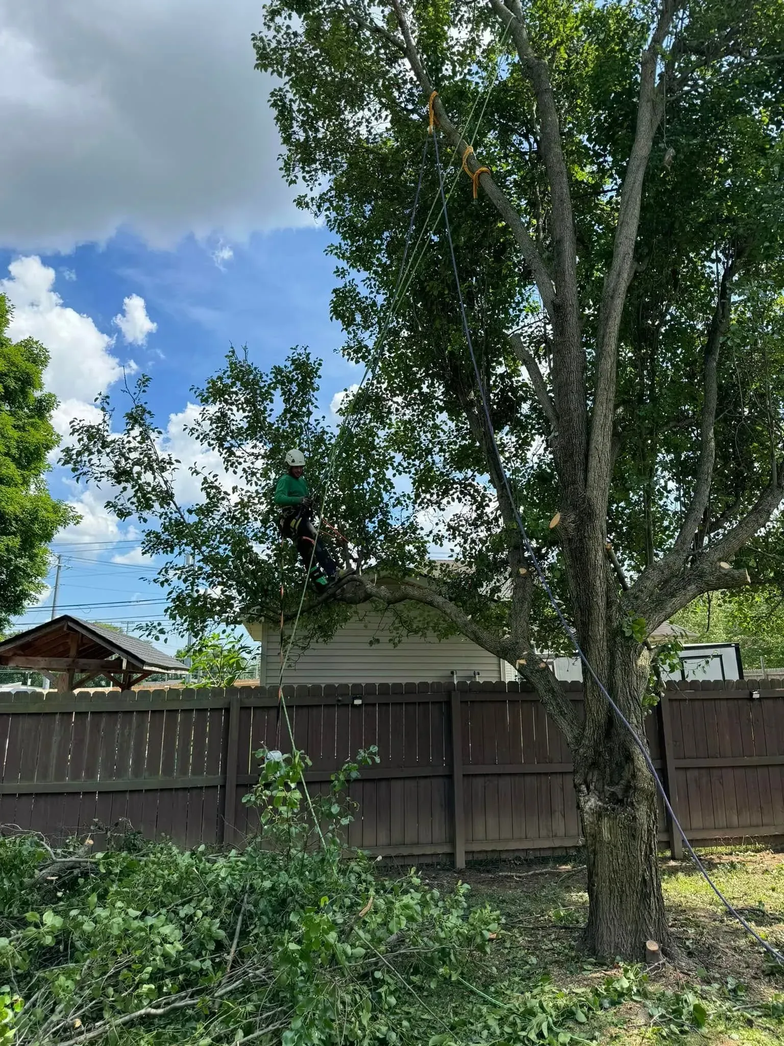 An arborist wearing a helmet and climbing gear prunes the upper branches of a tree in a residential backyard.