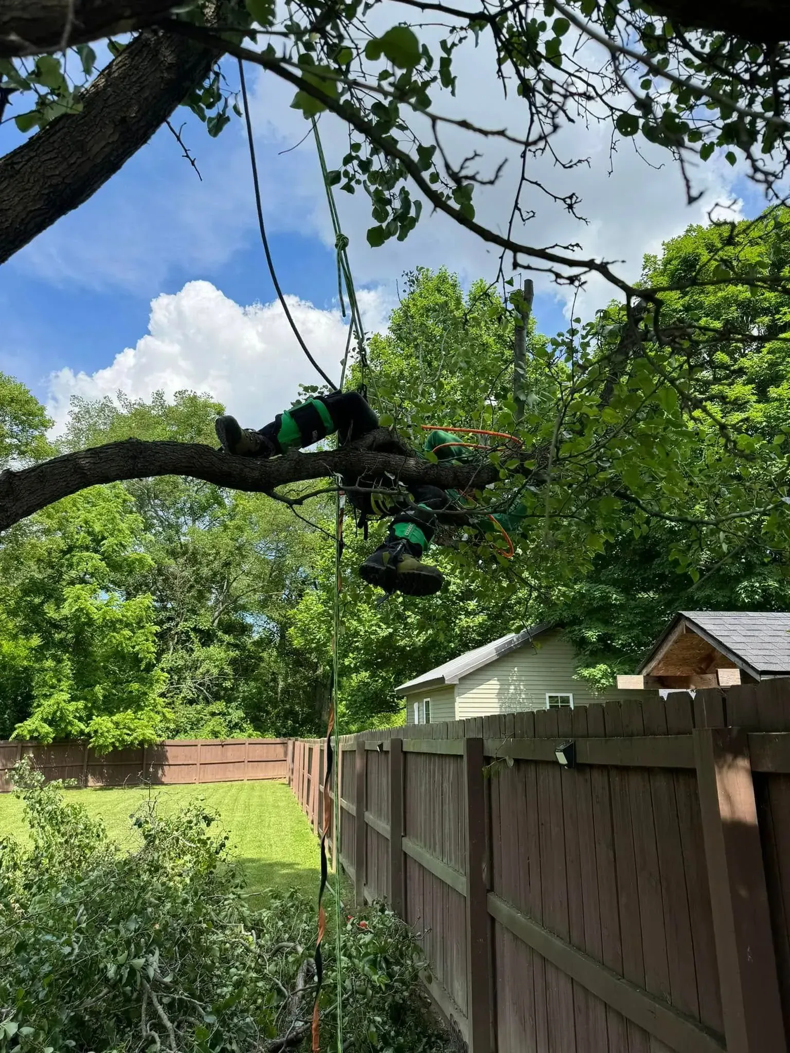 A person wearing green climbing gear suspended by ropes while working on a tree branch above a fenced backyard.