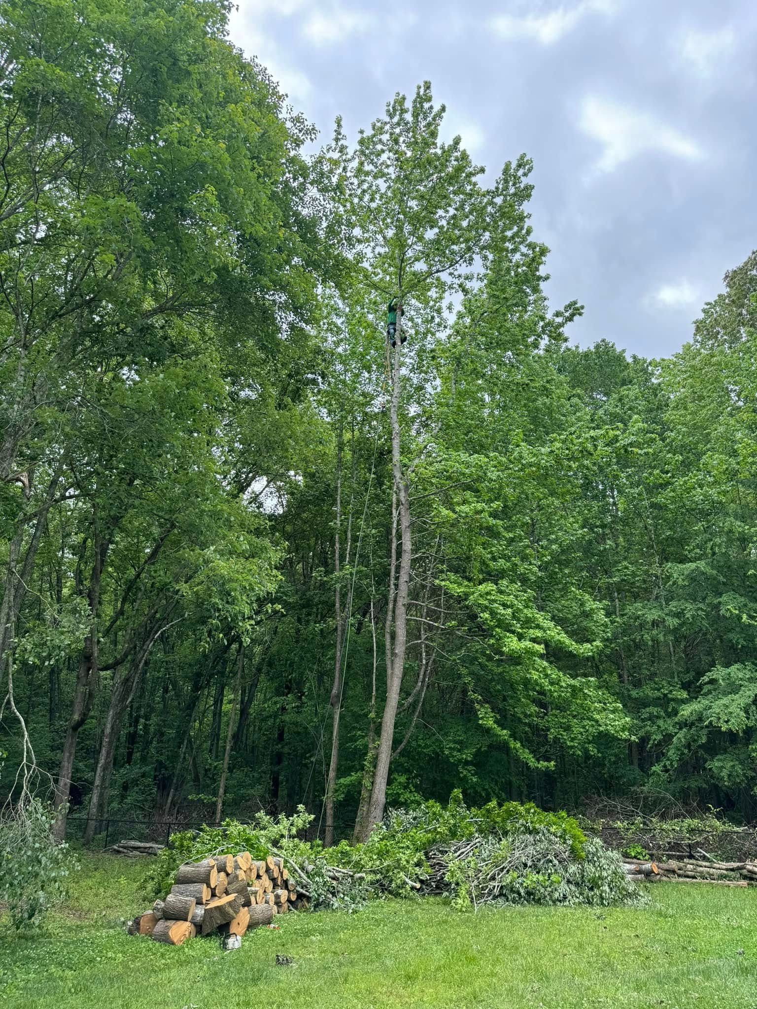 A person high up in a tall, slender tree, surrounded by a lush forest, with a pile of cut firewood in the foreground.