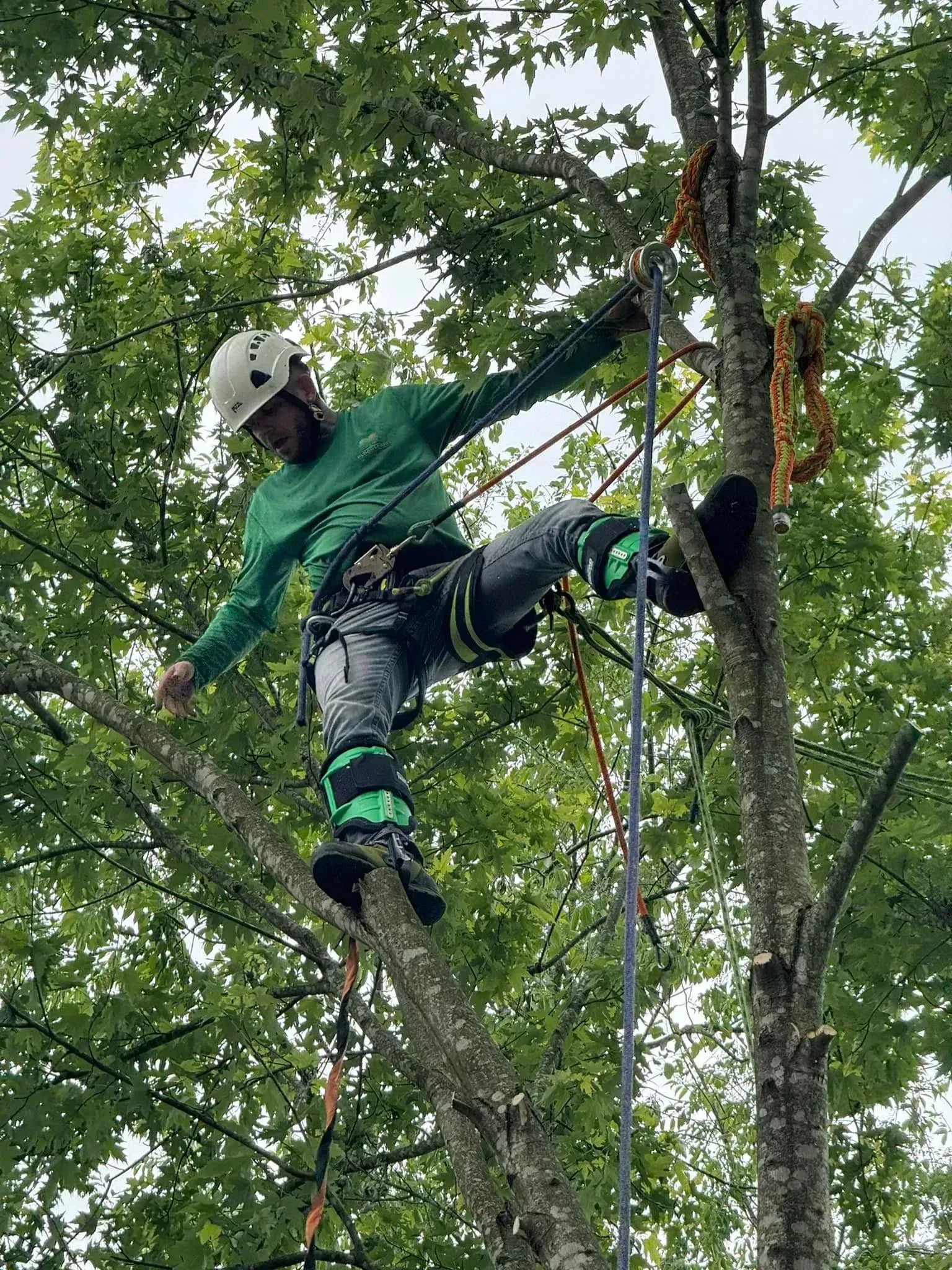 A climber in a green long-sleeved shirt and safety gear suspended in a leafy tree, anchored by ropes and wearing a helmet.