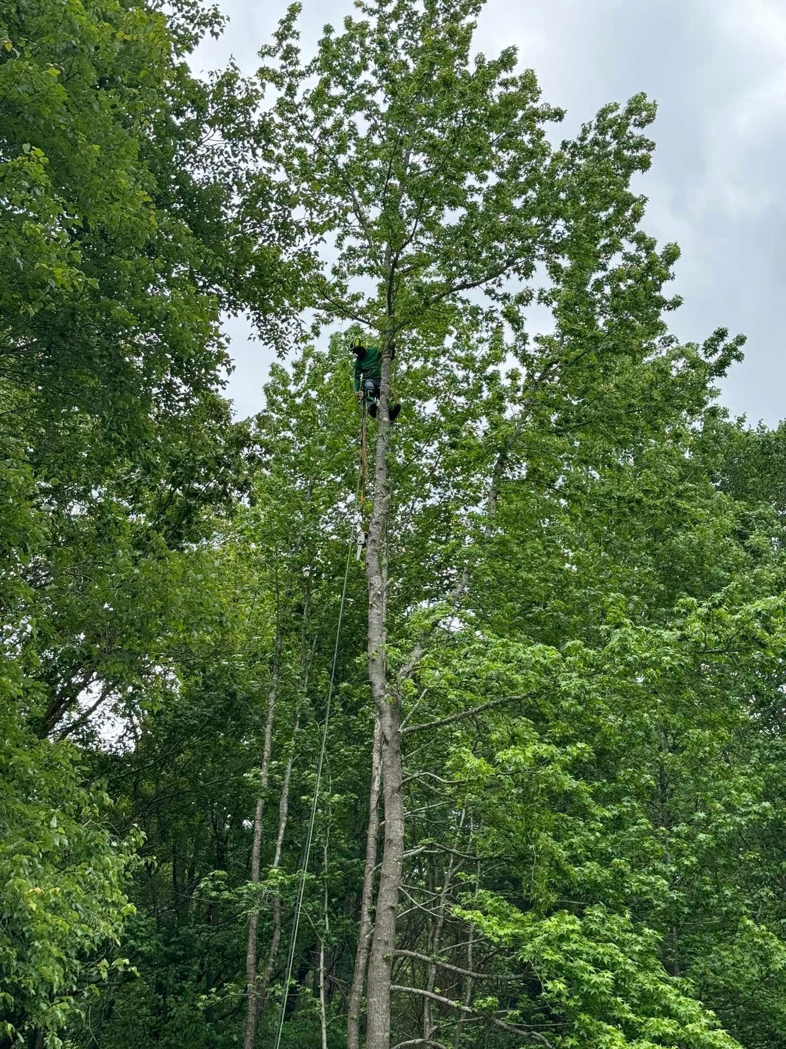 A black bear cub is perched high in the branches of a tall, green leafy tree against a cloudy sky.