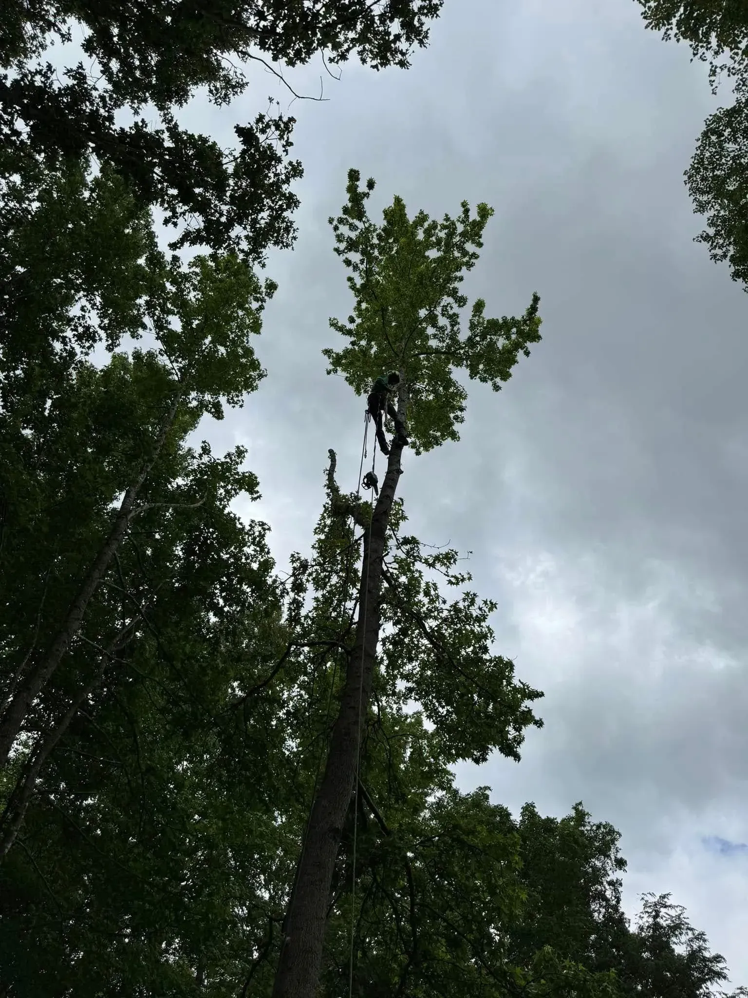 A person wearing safety gear climbs a tall, thin tree surrounded by a forest under a cloudy sky.