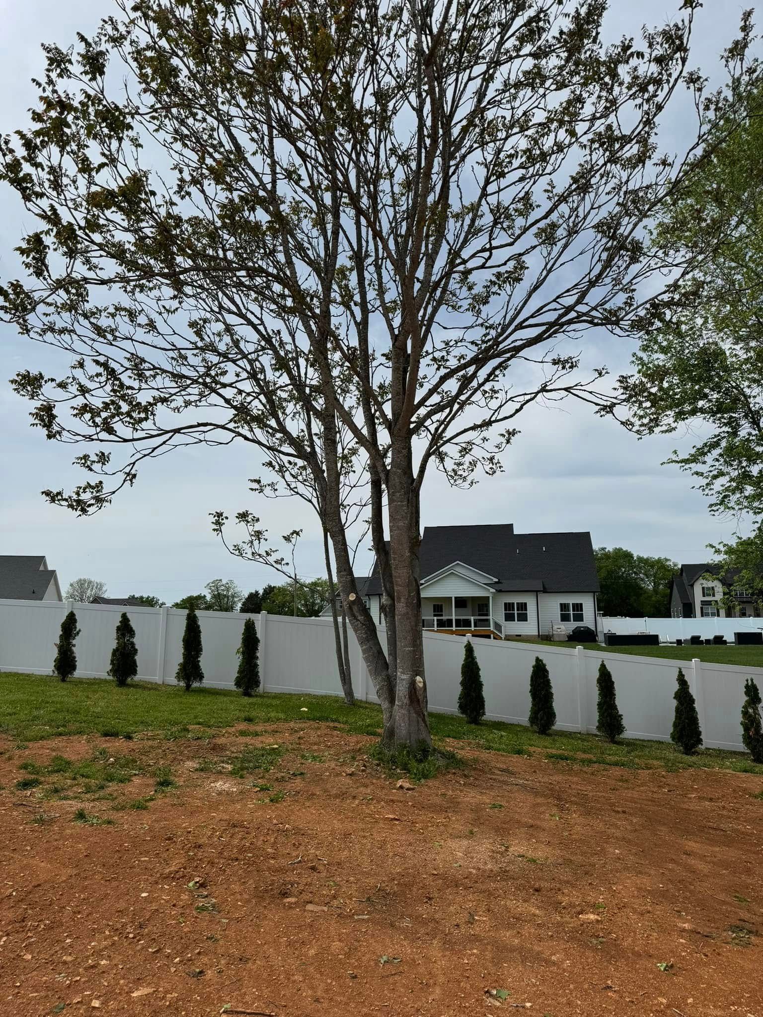 A large tree stands in a patch of dirt in front of a white vinyl fence and a suburban house under a cloudy sky.