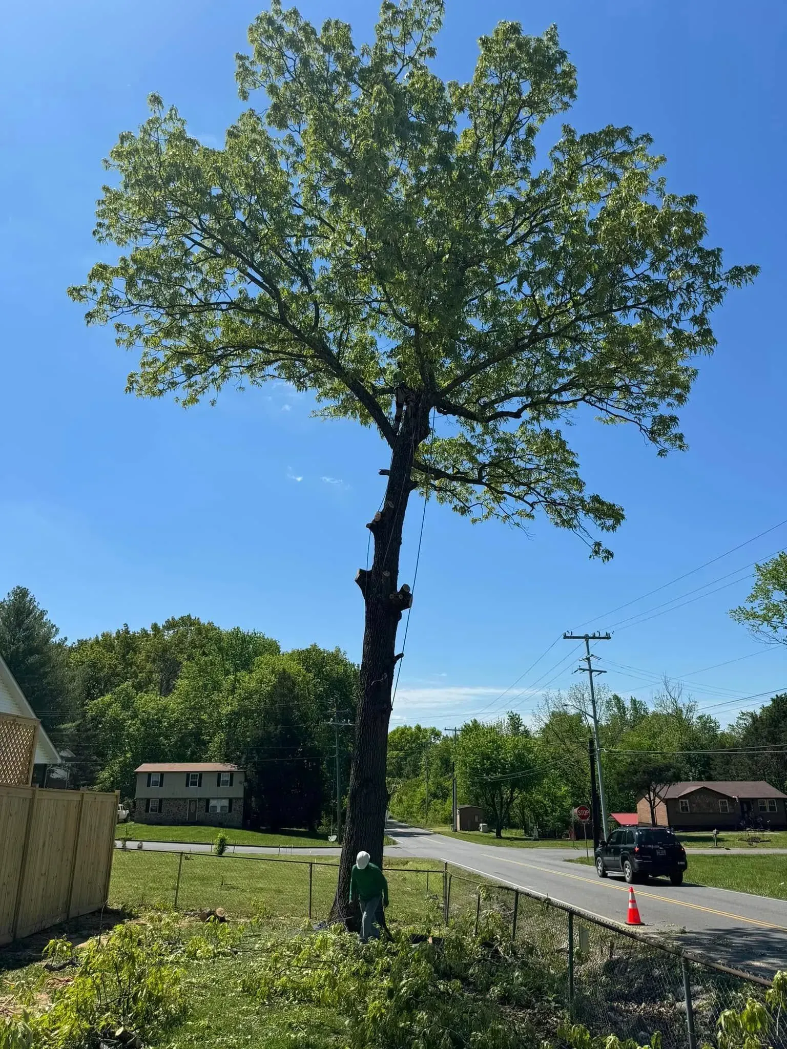 A person in a green shirt is climbing a tall tree with pruned branches along a road near a residential area.