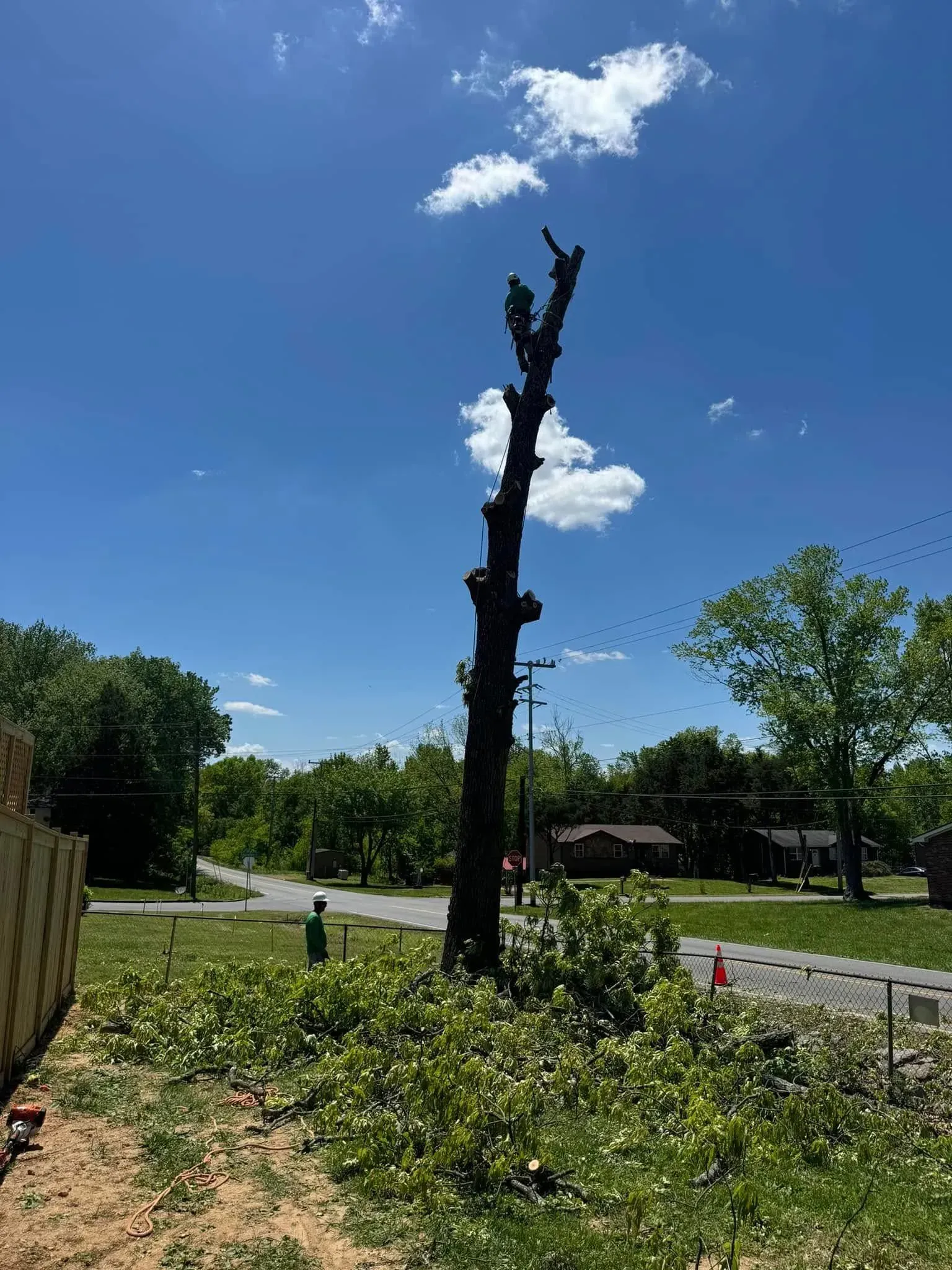 A tall, barkless tree trunk stands in a grassy yard, surrounded by piles of trimmed branches under a blue sky.