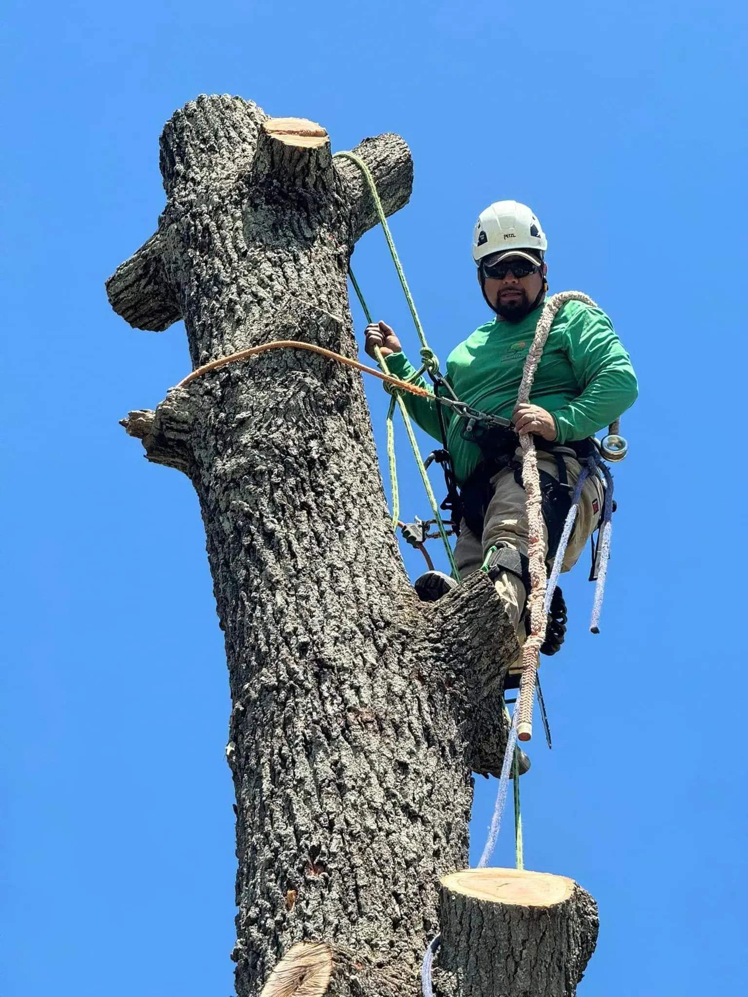 A tree worker in a green shirt and hard hat attached to a tree trunk by ropes, performing tree maintenance.