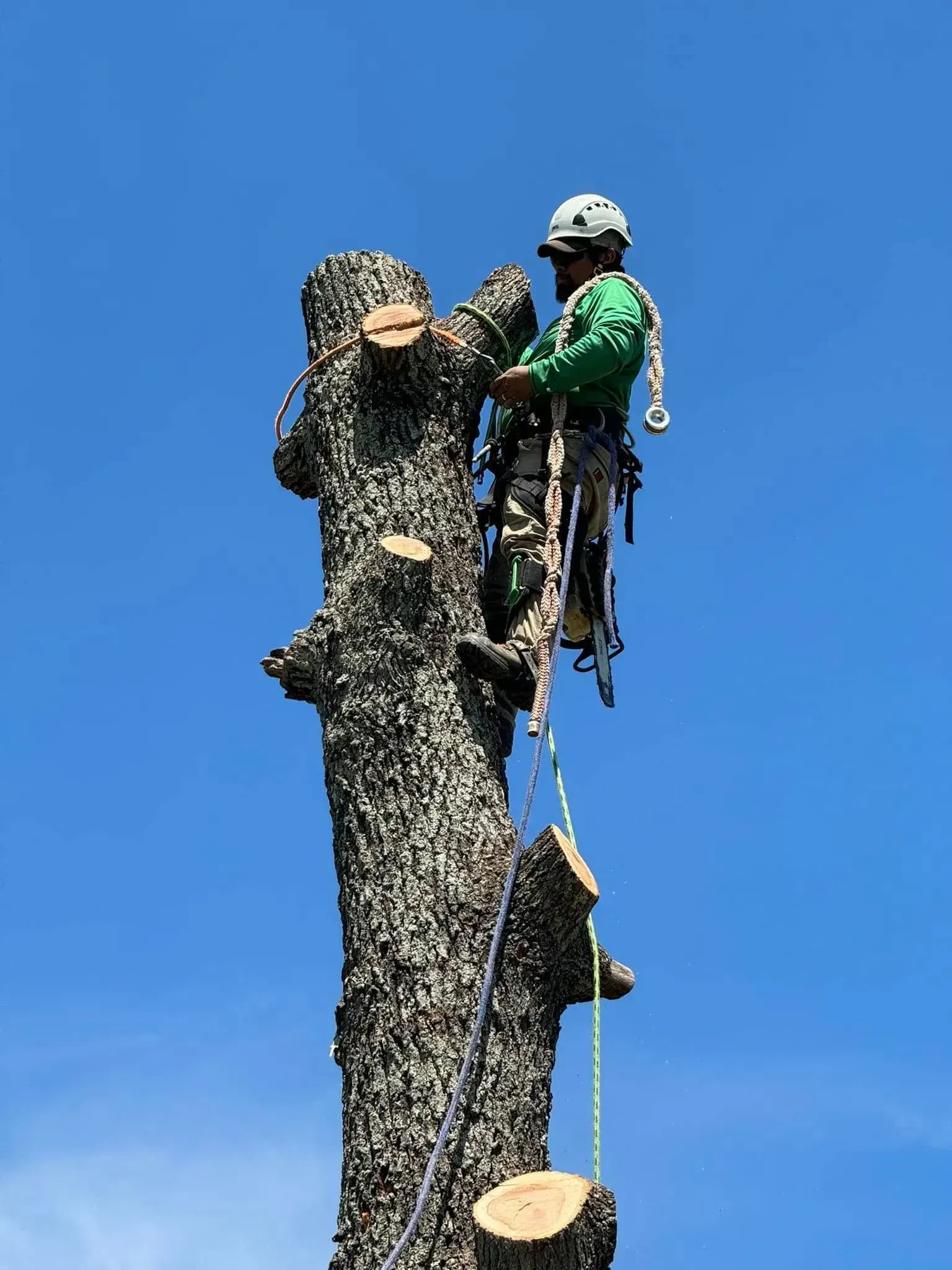 An arborist in a green shirt and white helmet stands atop a tall tree trunk, using climbing gear to trim branches.