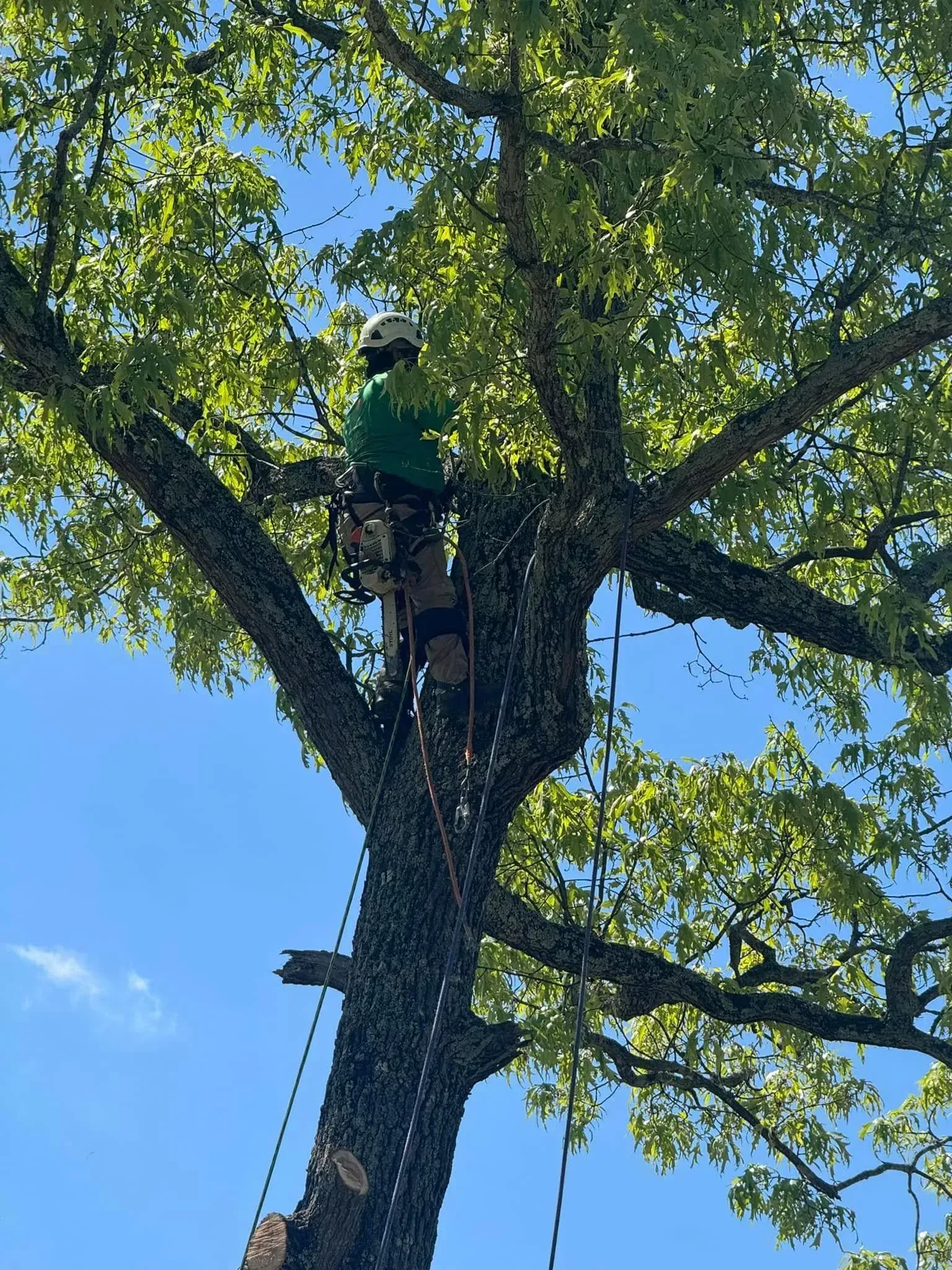 A person wearing safety gear and a white helmet climbs a large, leafy tree against a bright blue sky.