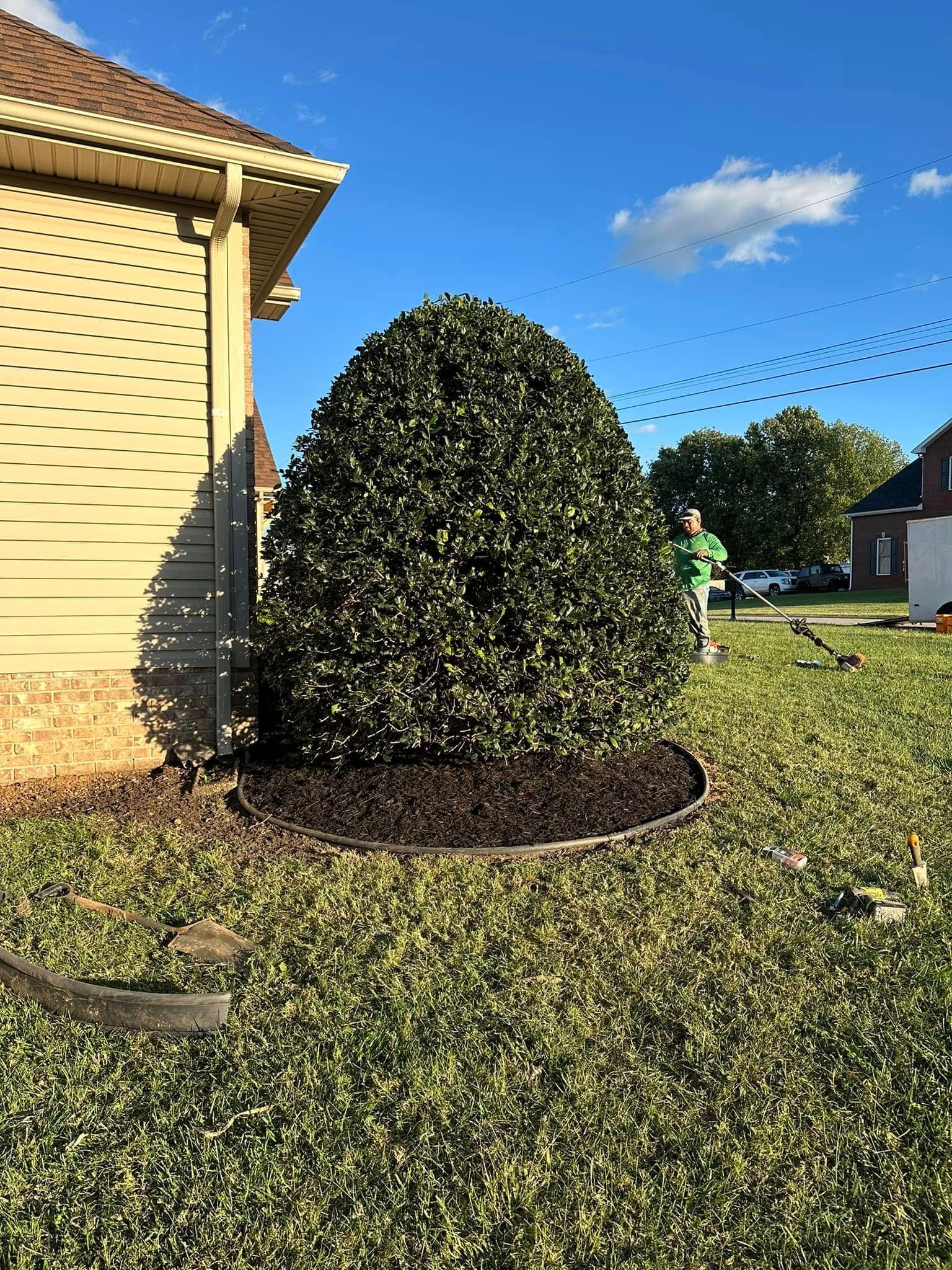 A trimmed, cone-shaped green bush sits in a landscaped garden bed next to the beige siding of a house under a blue sky.
