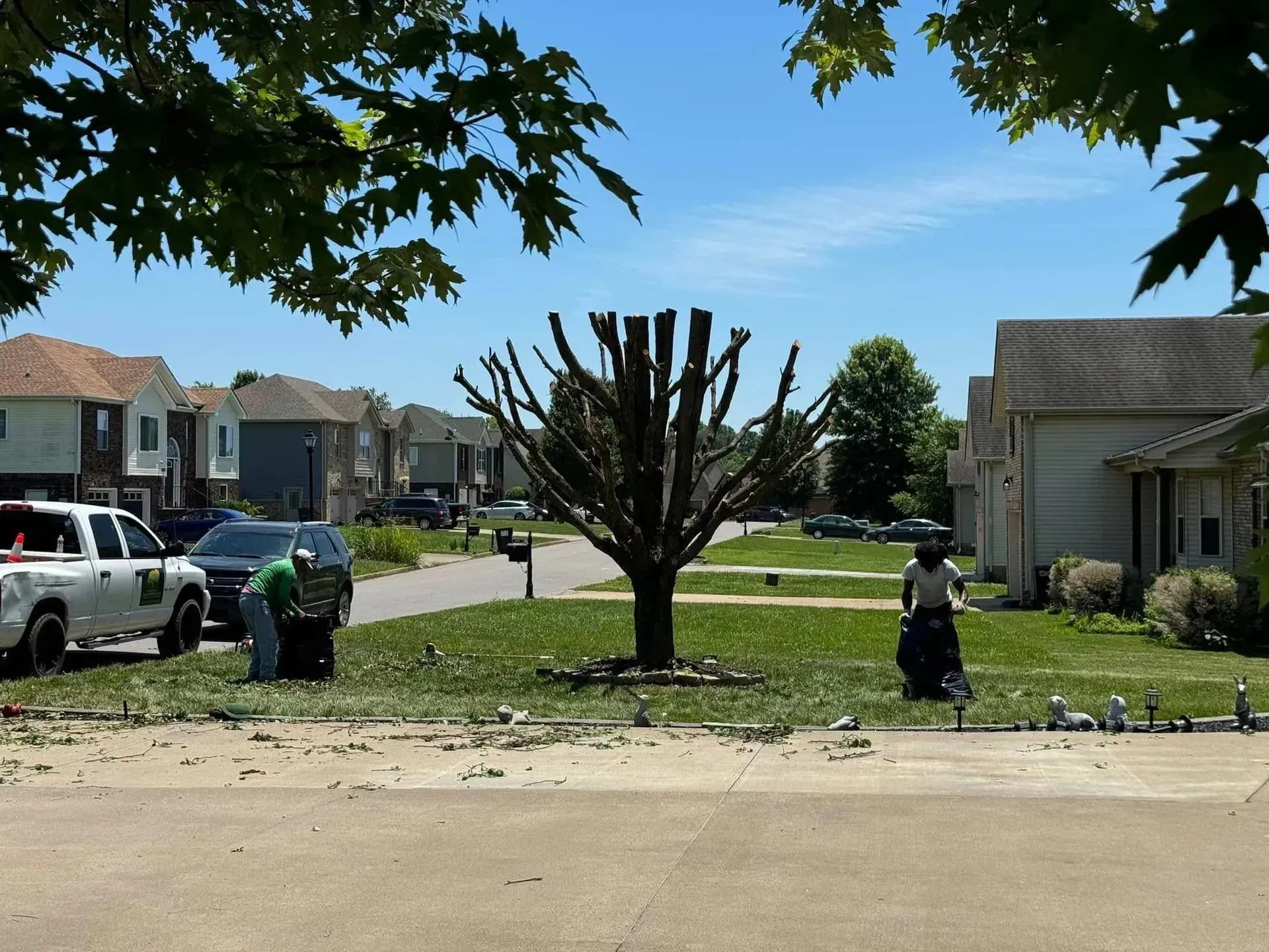 Two workers clean up debris on a residential lawn after pruning a large tree, with houses and a white truck nearby.
