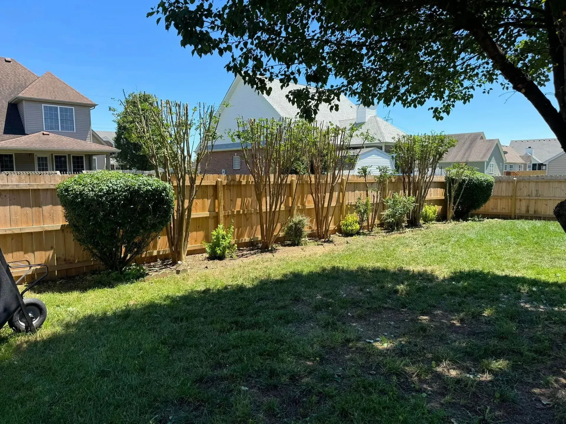 A sunny backyard scene featuring a wooden fence lined with several small trees and bushes under a clear blue sky.
