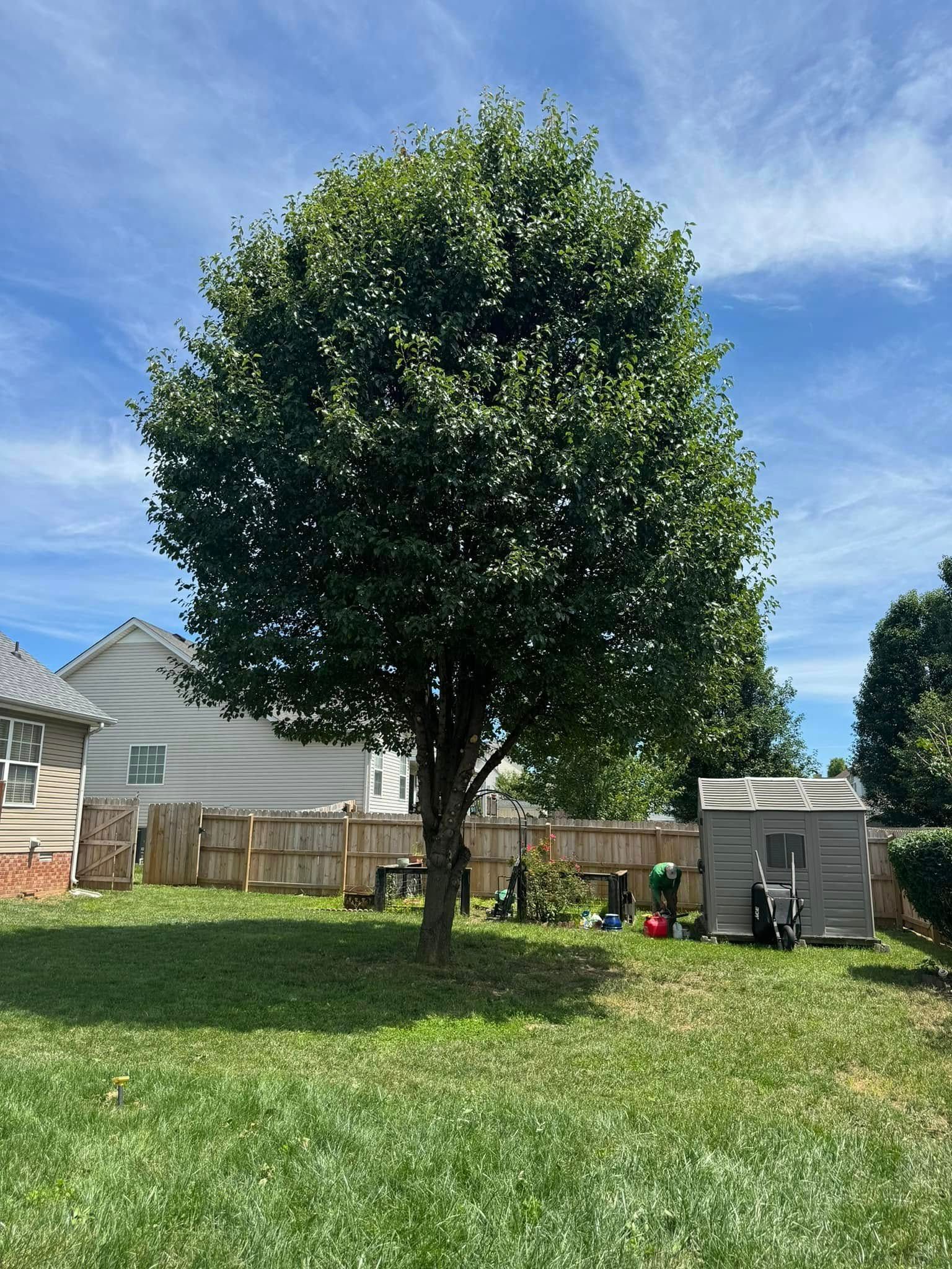 A lush, round-canopied tree standing in a grassy backyard next to a small shed and a wooden fence under a blue sky.
