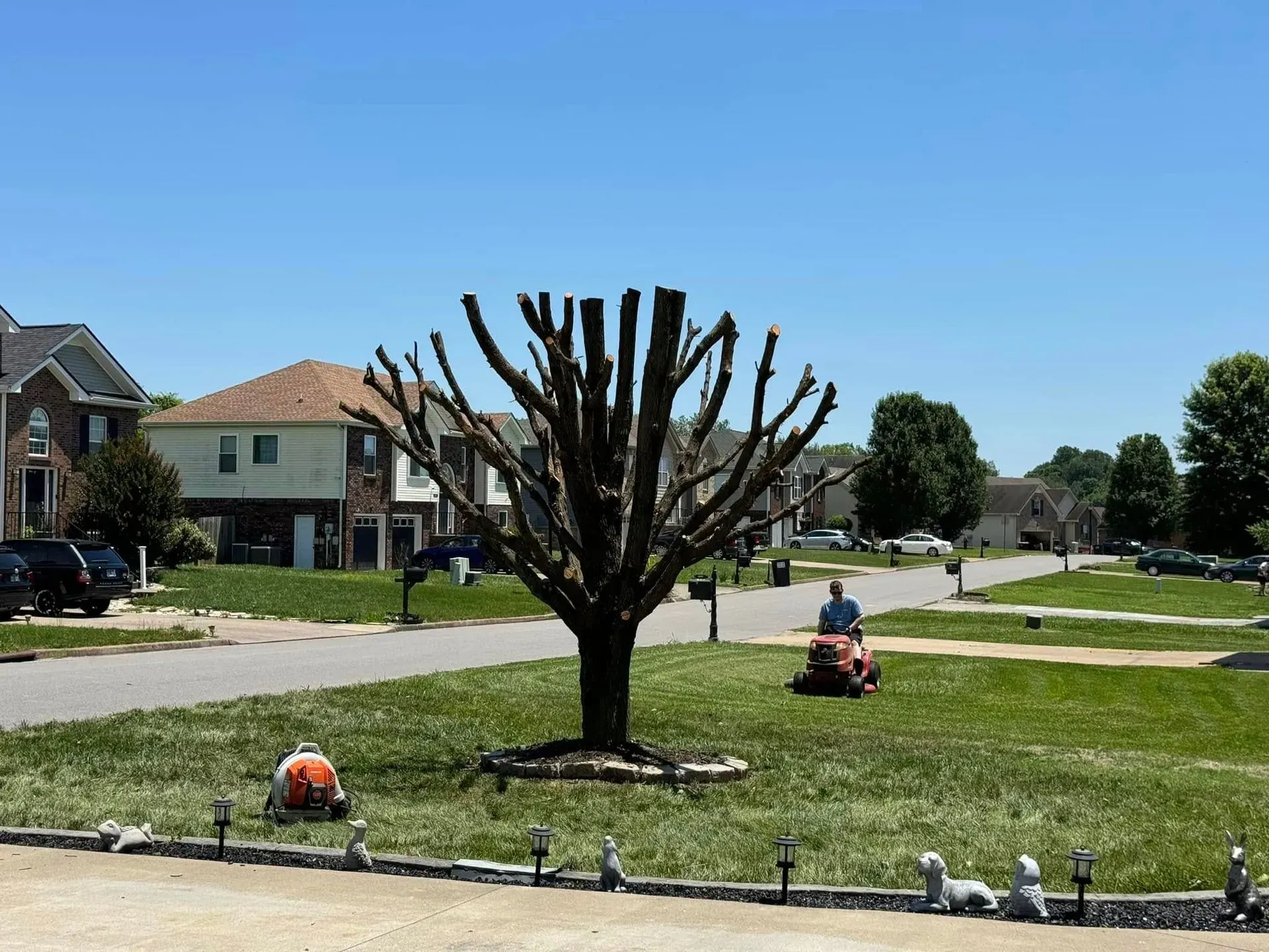 A person rides a lawn mower on a grassy suburban lot next to a heavily pruned tree with bare branches.