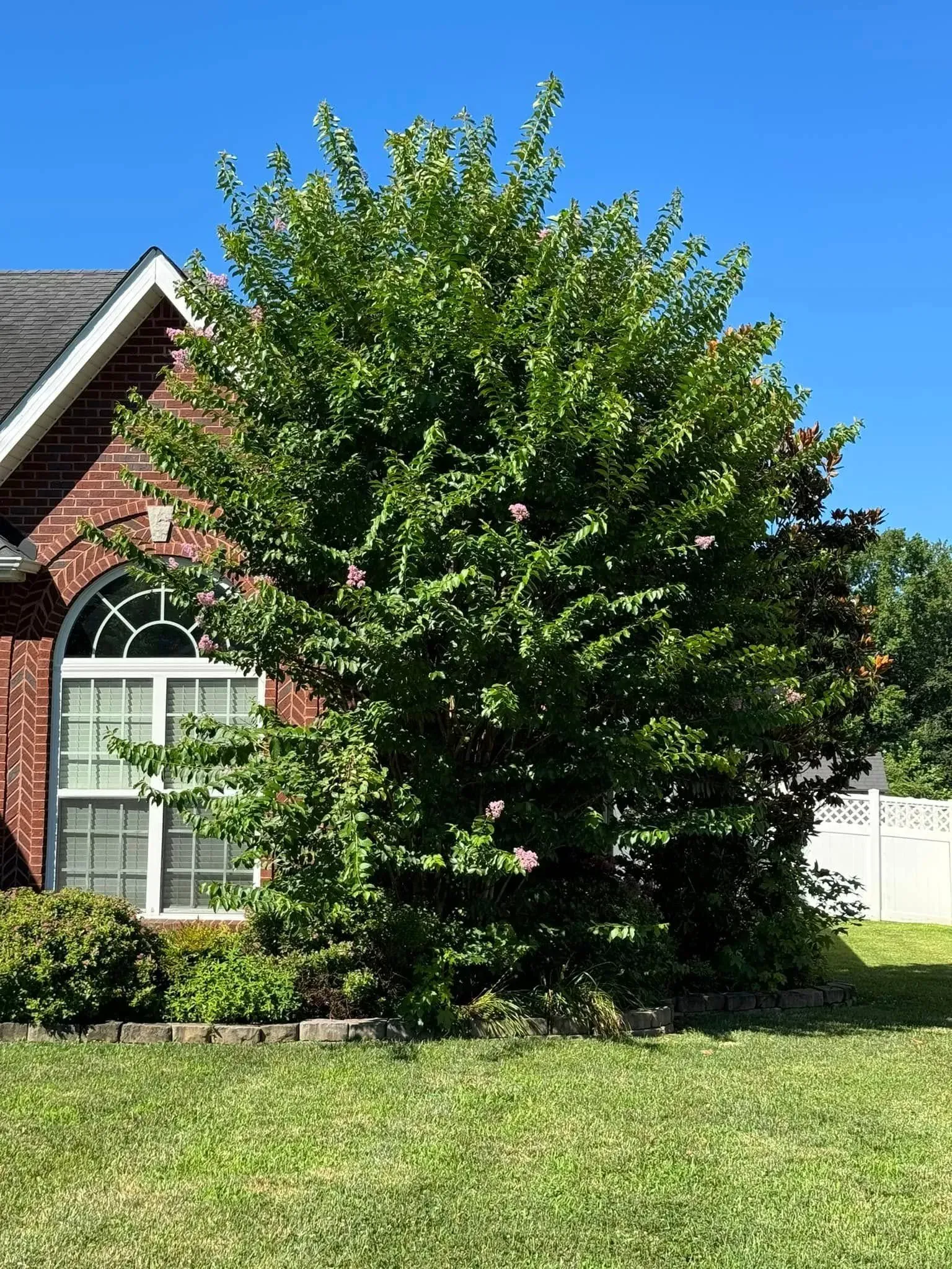 A lush, green tree stands in front of a red brick house with an arched window against a clear blue sky.