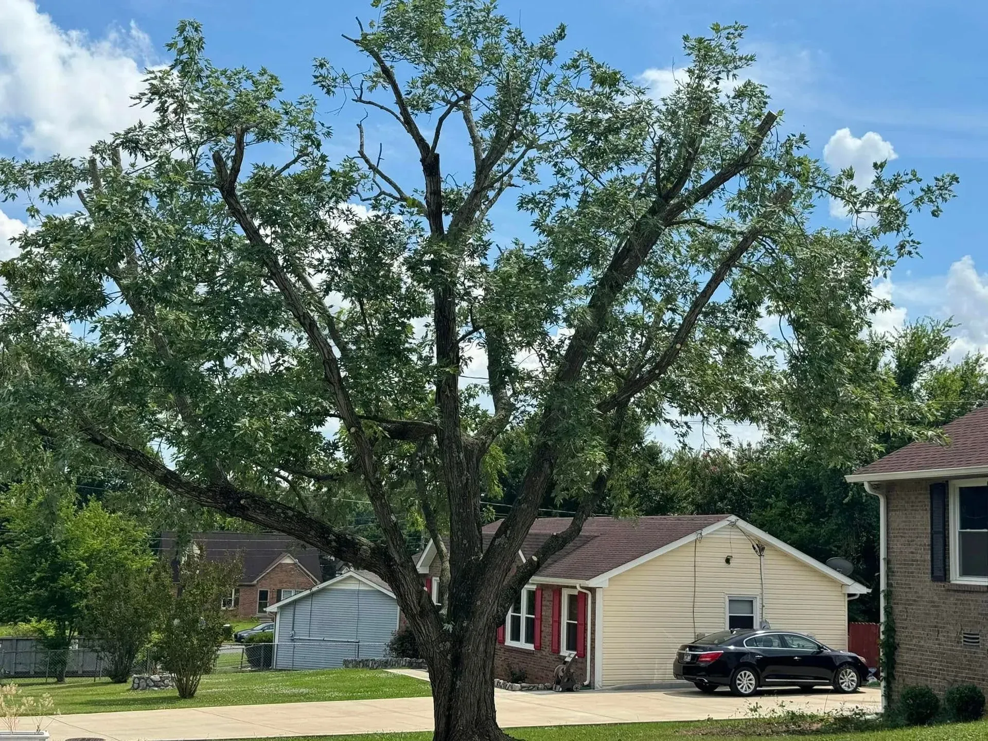 A large, leafy tree stands in a suburban yard with a house and car visible in the background under a blue, cloudy sky.