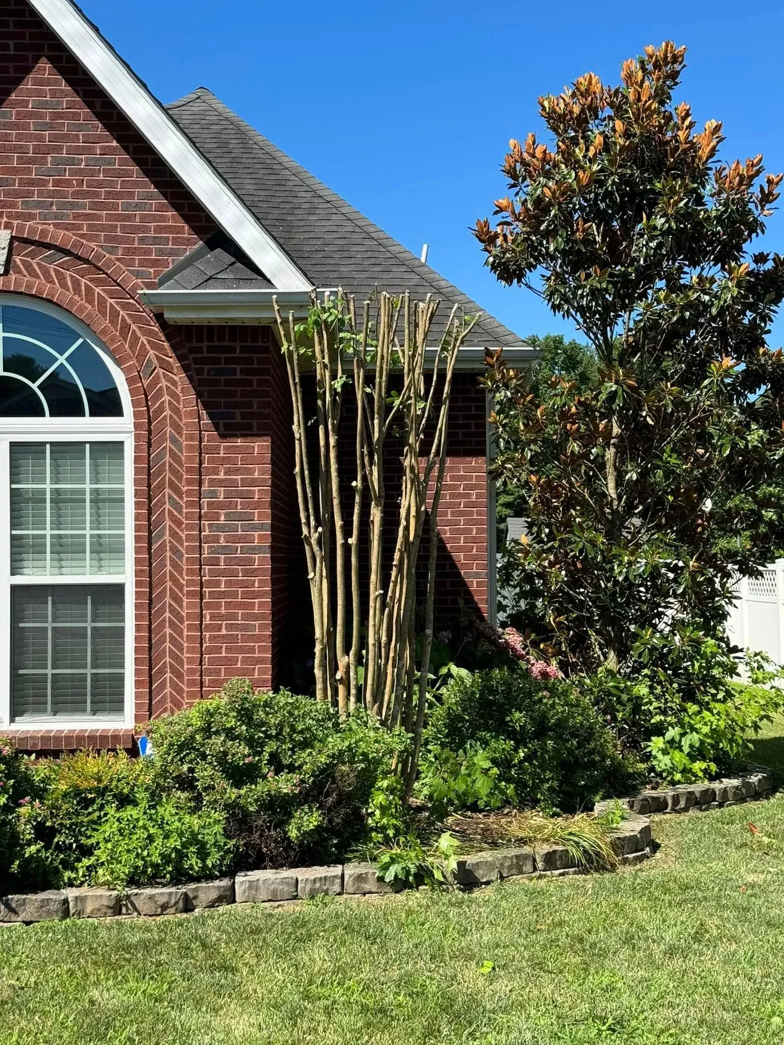 A brick house exterior with a tall, pruned crepe myrtle next to a large evergreen tree and a stone-bordered garden bed.