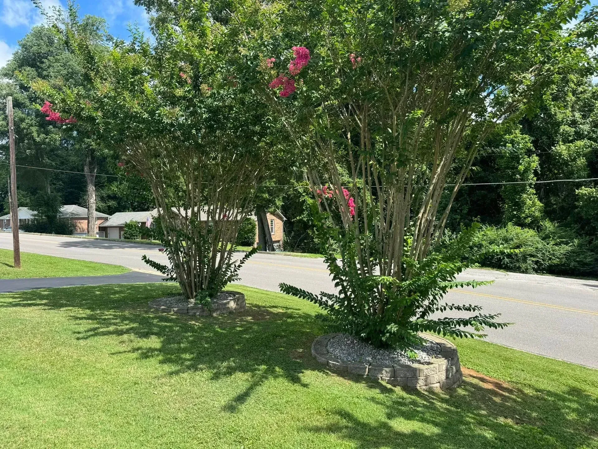 Two crape myrtle trees with pink flowers grow in stone-edged planters on a grassy lawn next to a road.