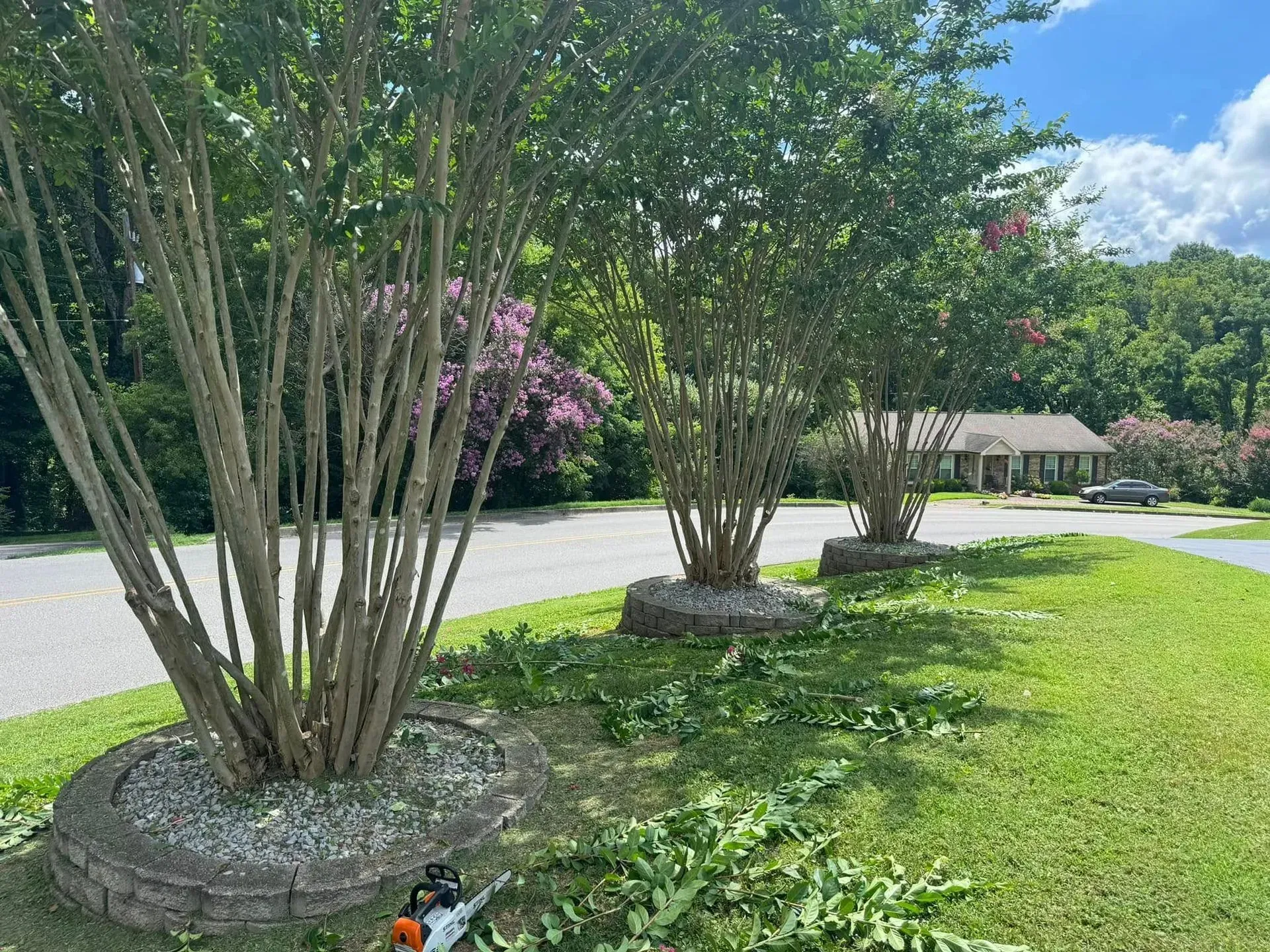 Three crape myrtle trees in stone-bordered beds along a gravel driveway, with trimmings on the grass in the foreground.
