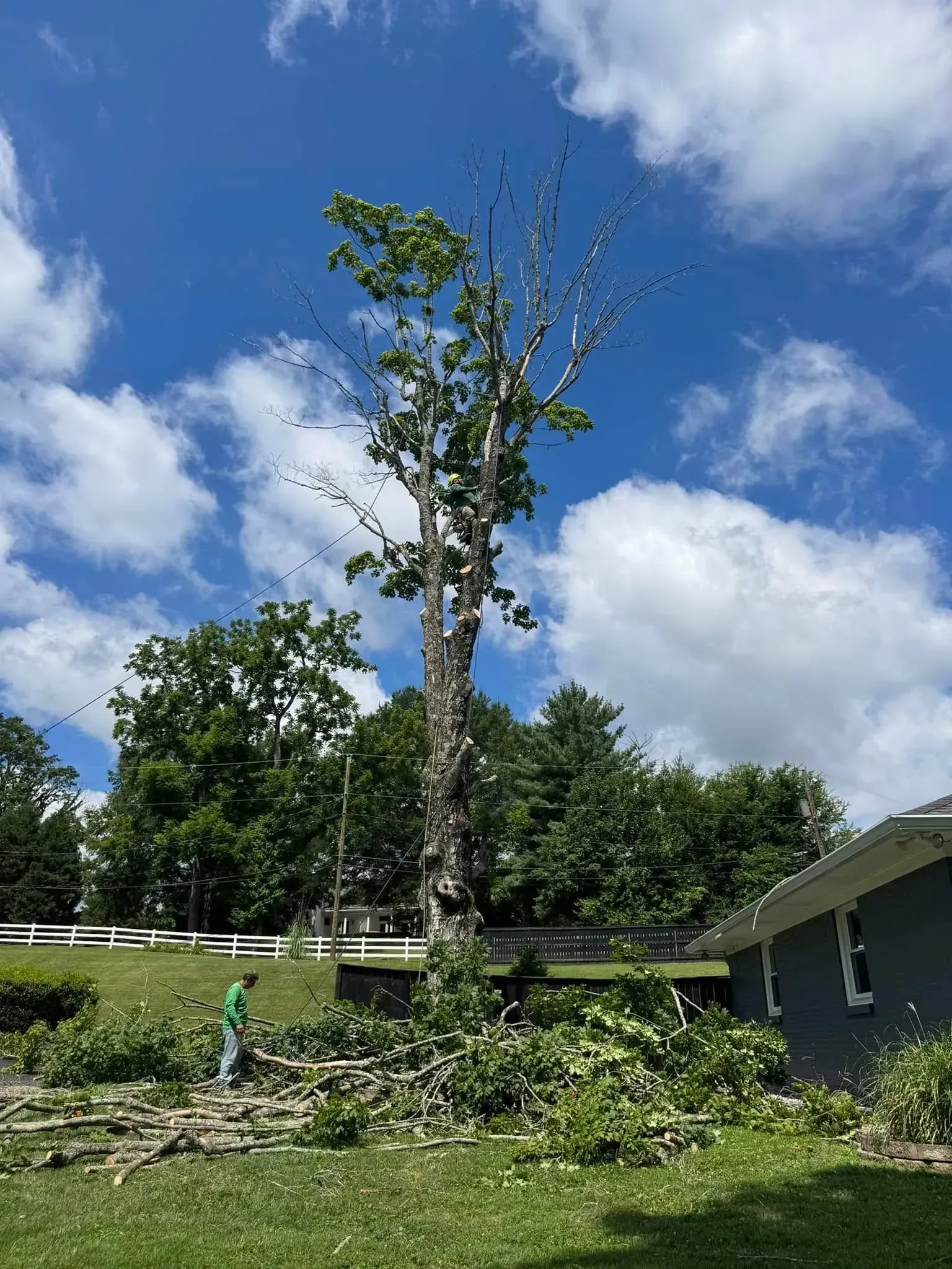 A person in a bright green shirt stands near a tall, partially trimmed tree in a grassy yard under a cloudy blue sky.