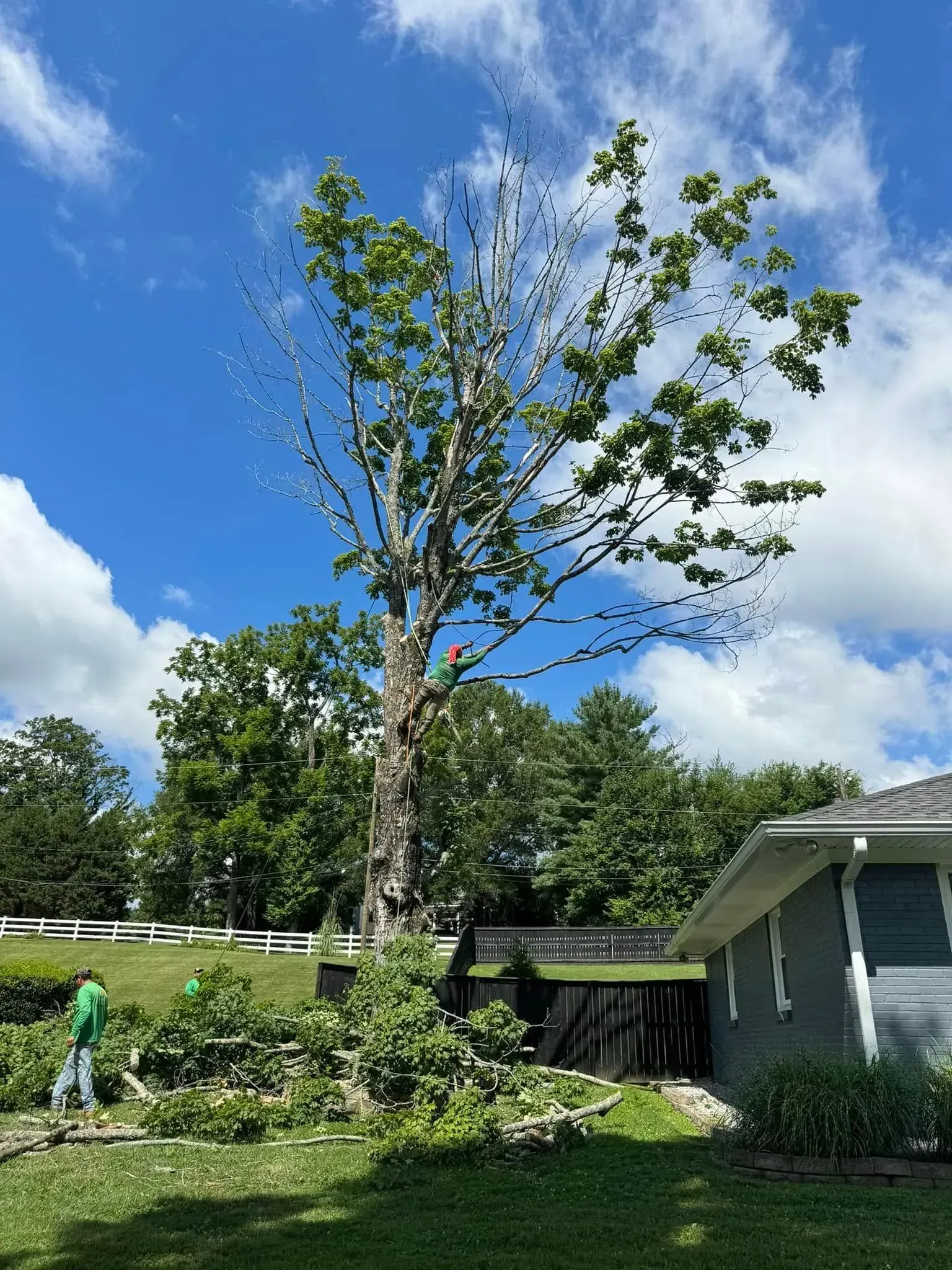 A worker in a green shirt trims branches from a tall, thin tree in a residential yard under a bright, cloudy blue sky.