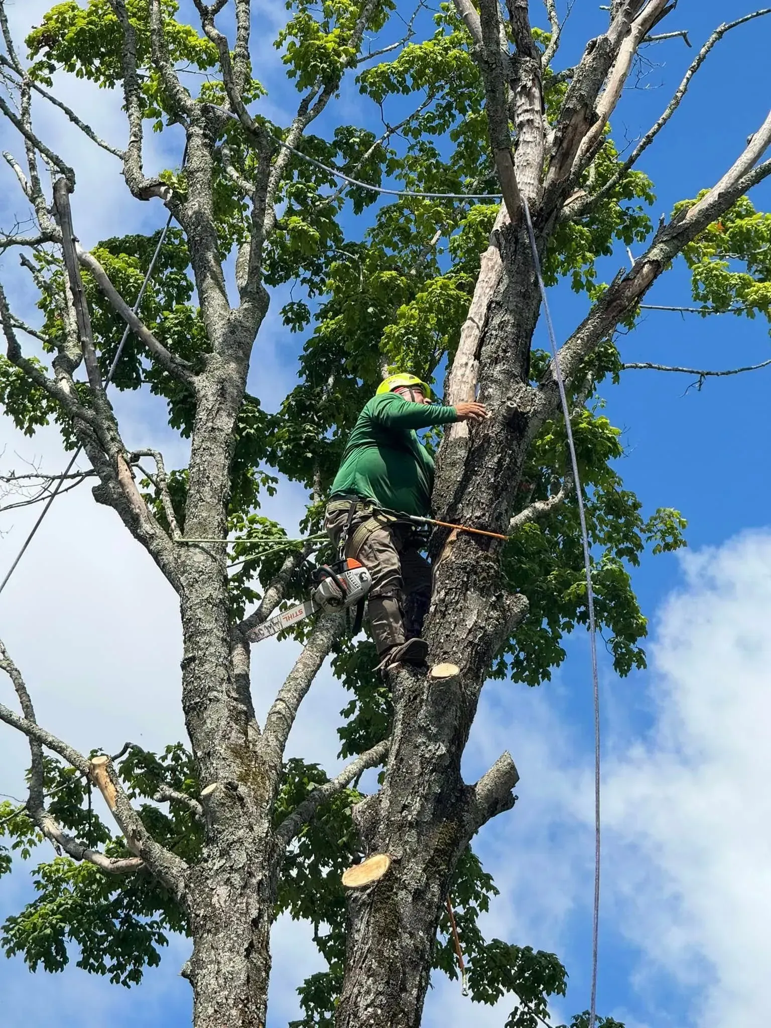 An arborist in a green jacket and helmet climbs a large tree, secured by ropes, with tools visible on their harness.