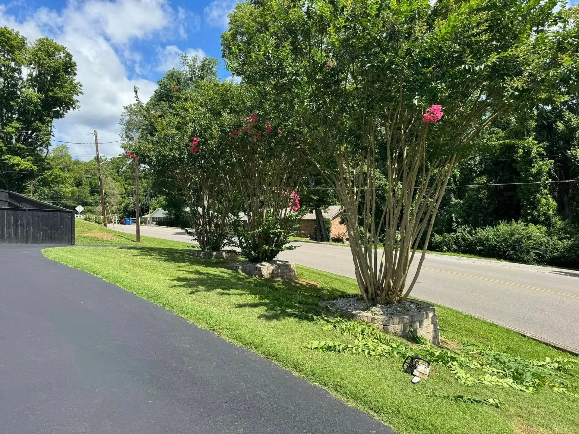 A paved driveway leads toward a grassy lawn with two small, blooming crape myrtle trees beside a road and green trees.