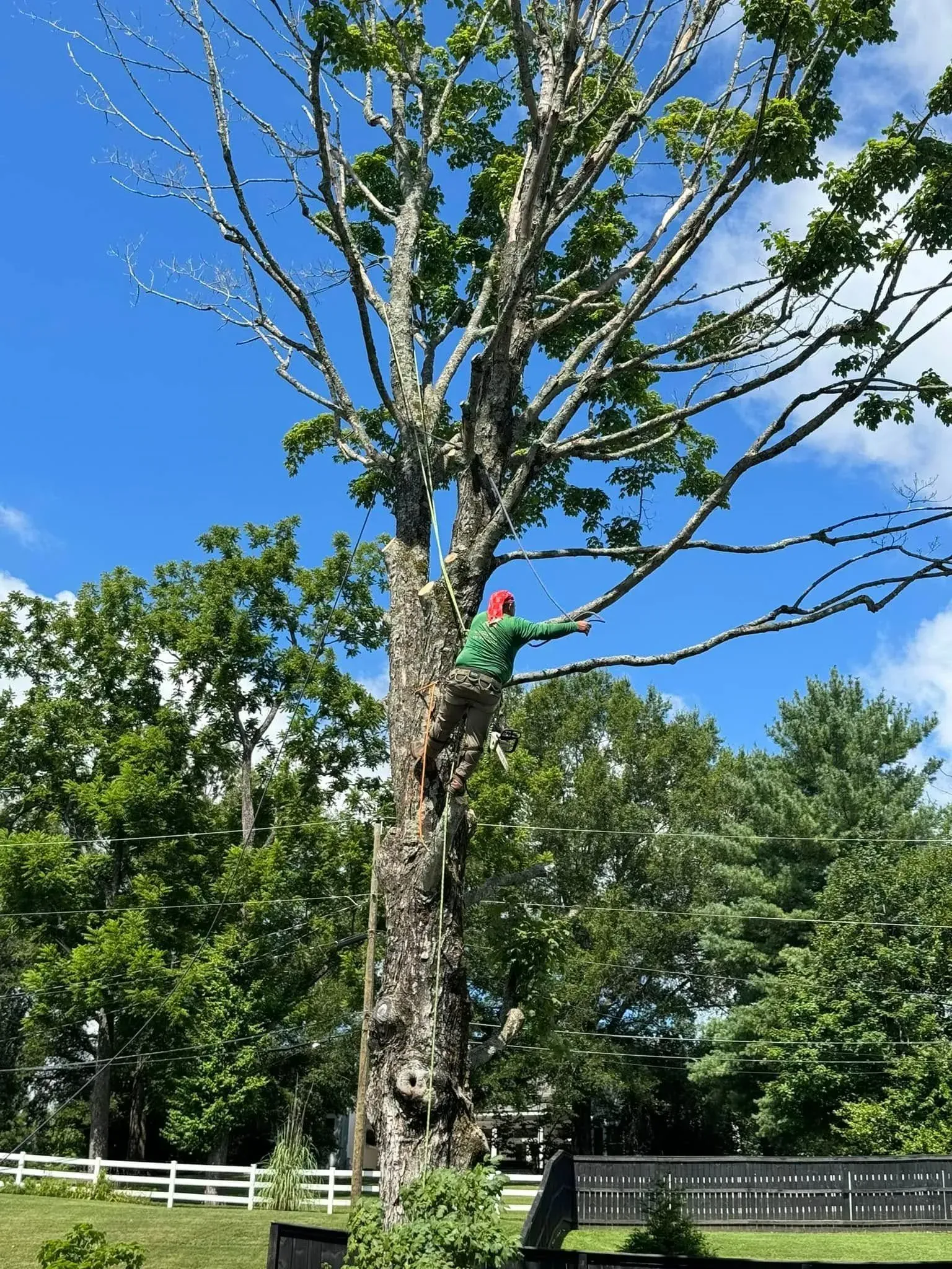 A person in a green shirt and red hat works high in a large, partially leafless tree against a bright blue sky.