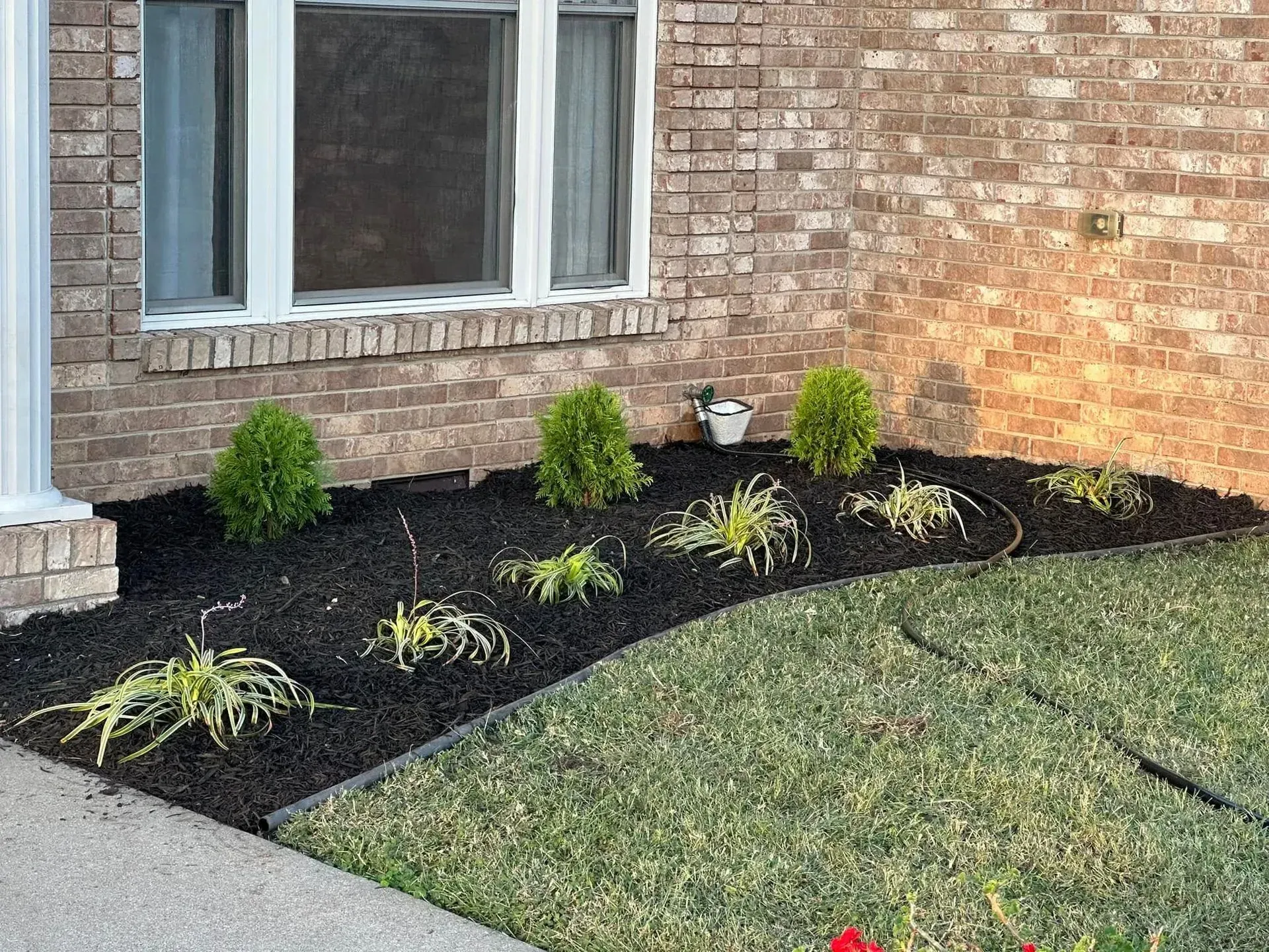 Small shrubs and ornamental grasses planted in a garden bed with dark mulch against a brick house exterior.