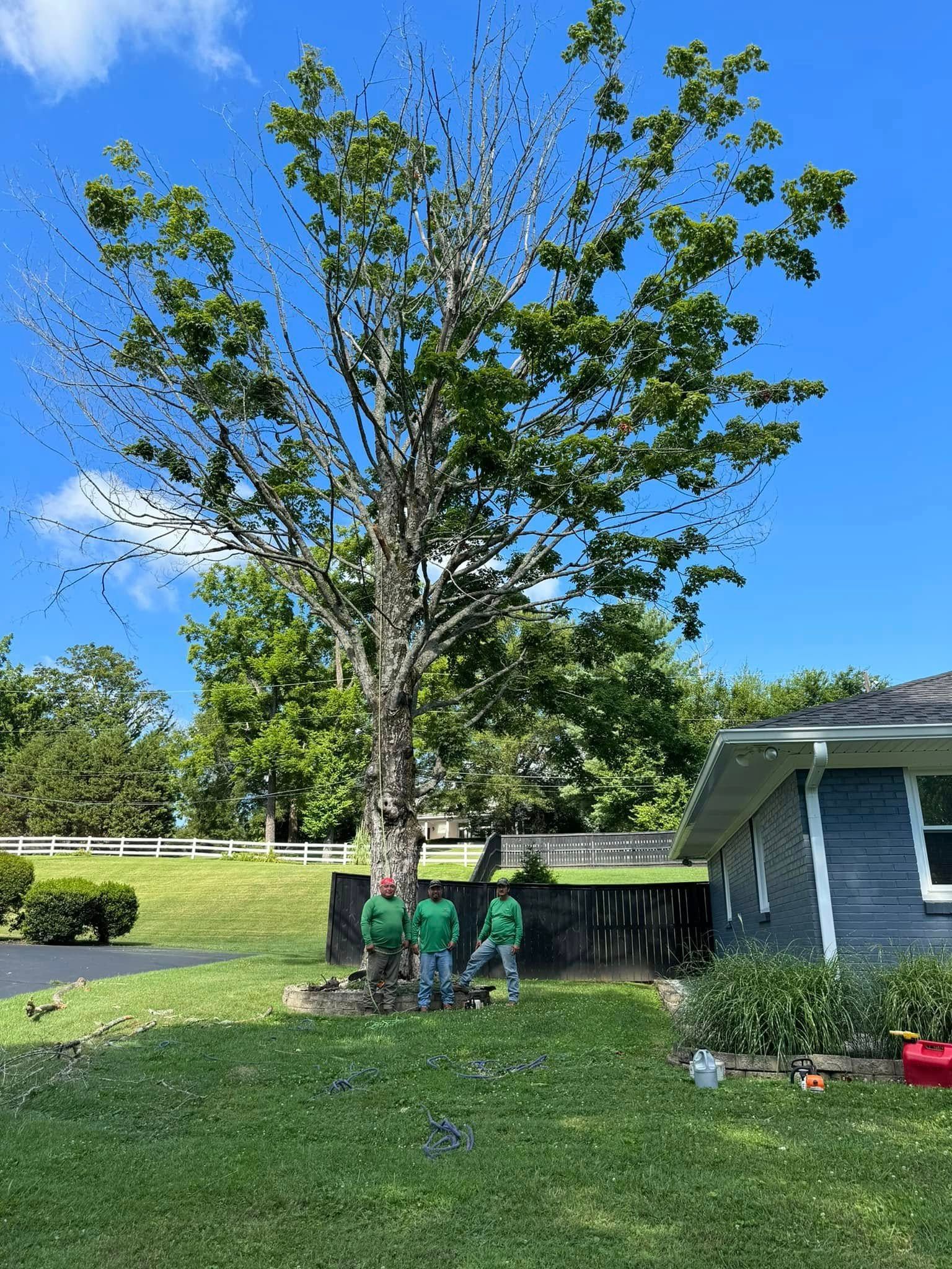 Three people in green shirts stand beneath a tall tree with sparse upper branches in a grassy yard next to a house.