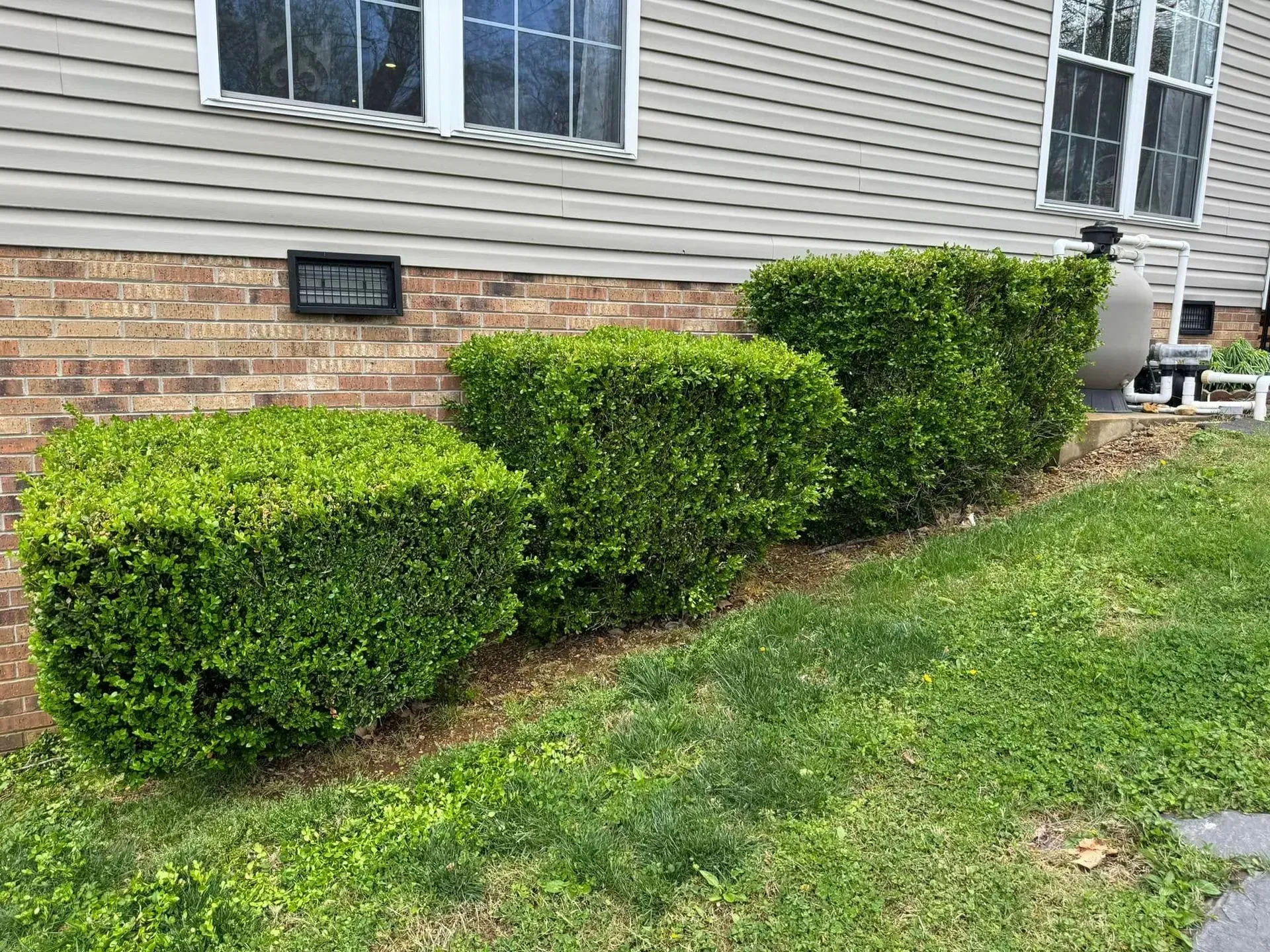 A row of three neatly trimmed, box-shaped green hedges planted along a brick and siding house foundation.